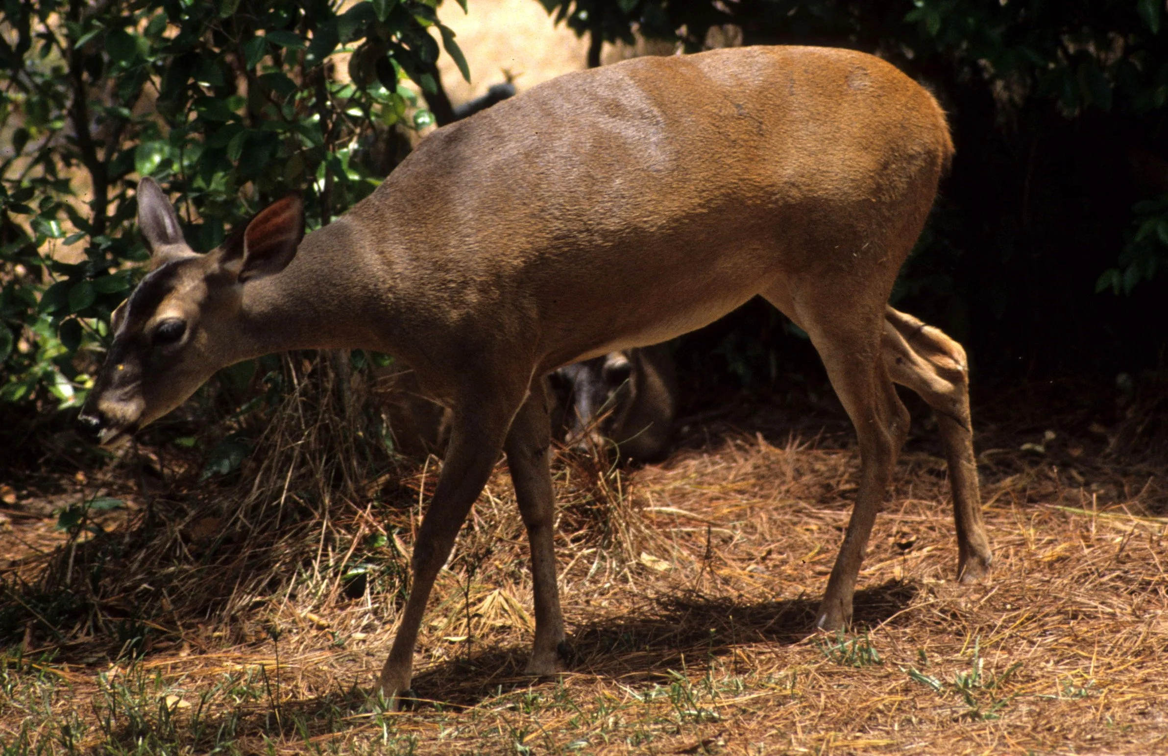 Mazama temama - CENTRAL AMERICAN RED BROCKET DEER - BELIZE (1).jpg