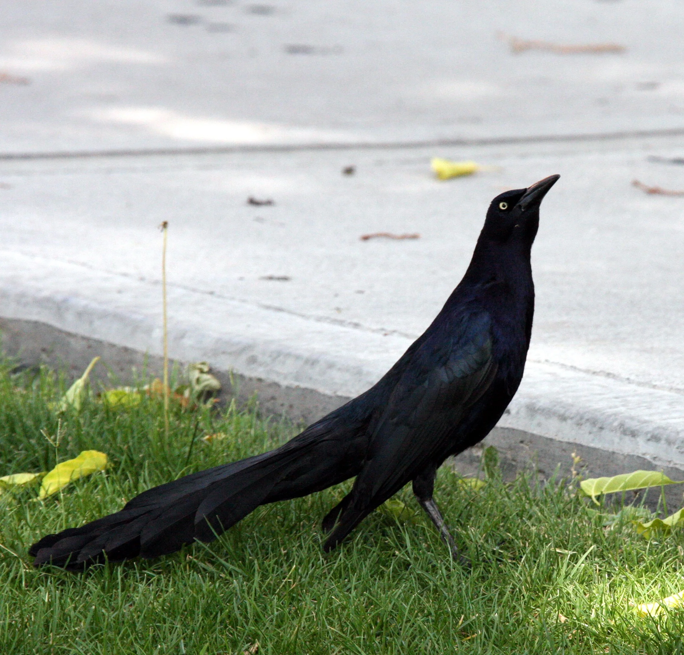 BIRD - GRACKLE - GREAT-TAILED GRACKLE - LAS CRUCES NEW MEXICO - NMSU CAMPUS (2).JPG