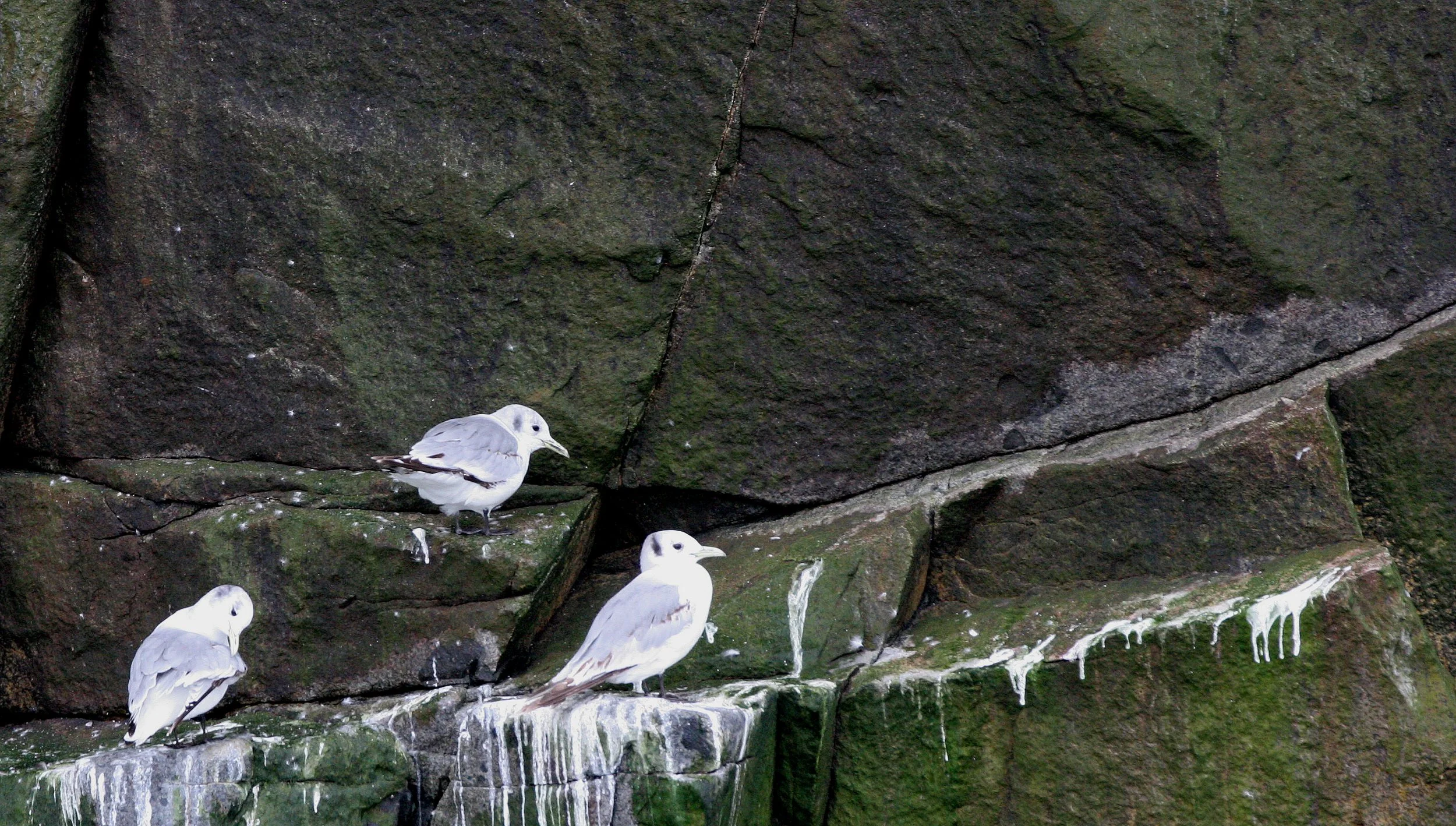 BIRD - KITTIWAKE - BLACK-LEGGED KITTIWAKE - OFF KAMCHATKA COAST.jpg
