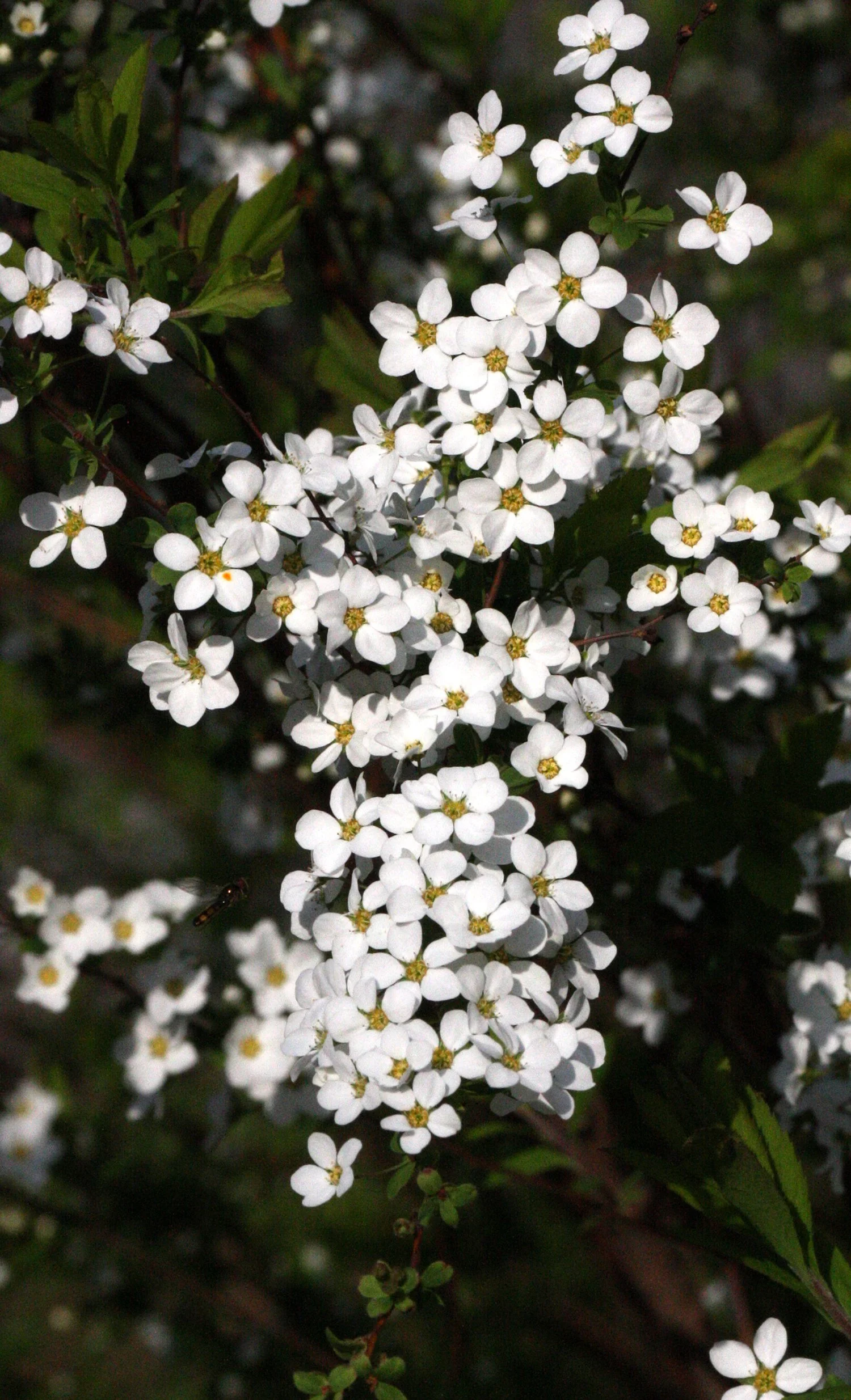 PLANT SPECIES - SHIMOKITA PENINSULA JAPAN (5).JPG