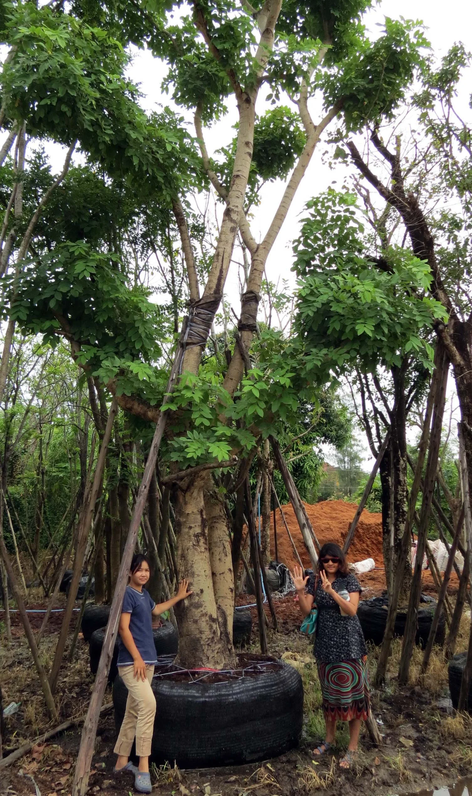 2013 Nakhon Nayok Nursery Region Khlong 15 Area (3).JPG