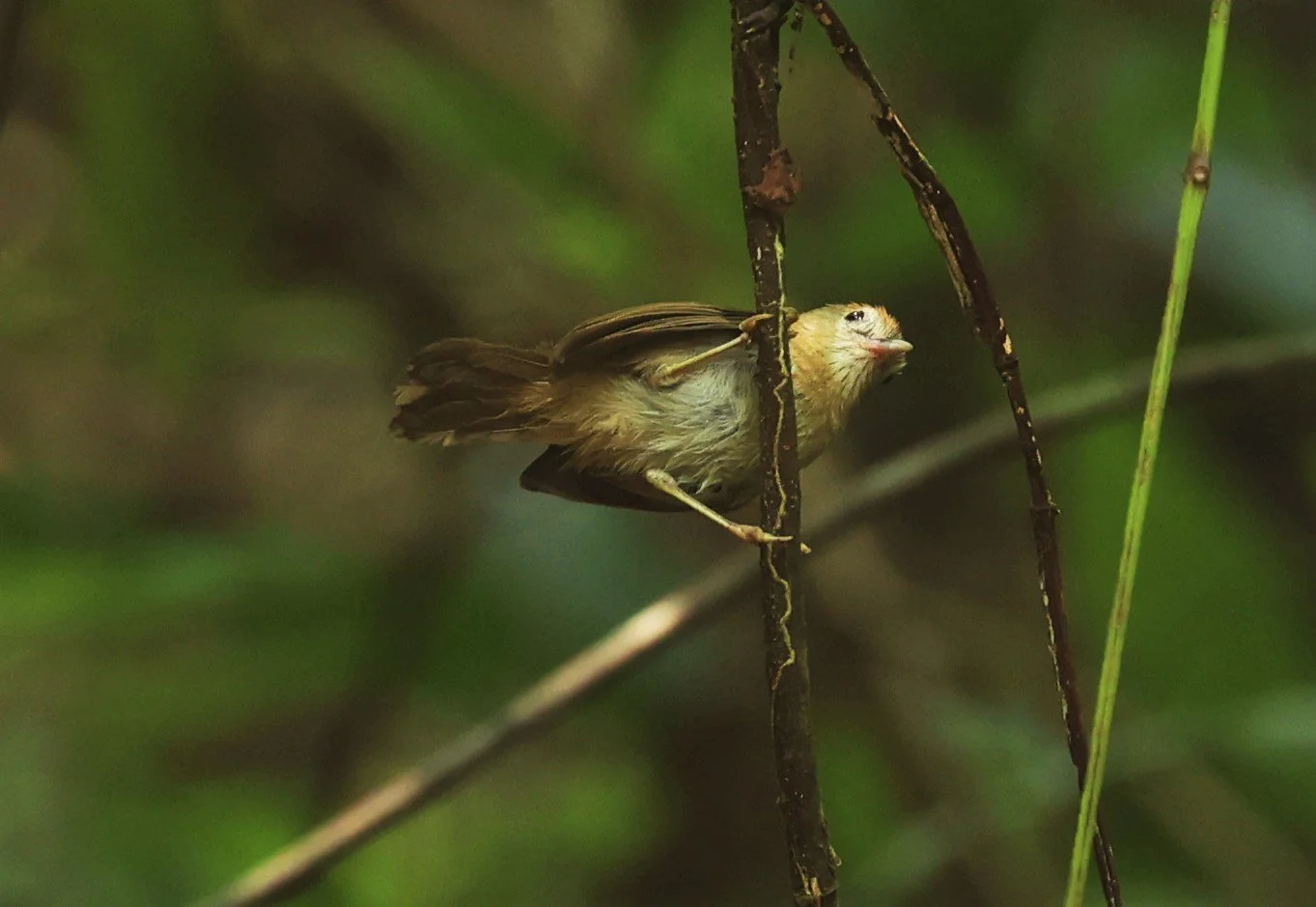 TIT-BABBLER - PIN-STRIPED TIT-BABBLER - Mixornis gularis - KRUNG CHING, KHAO LUANG NP NST, APRIL 2022 (1).jpg
