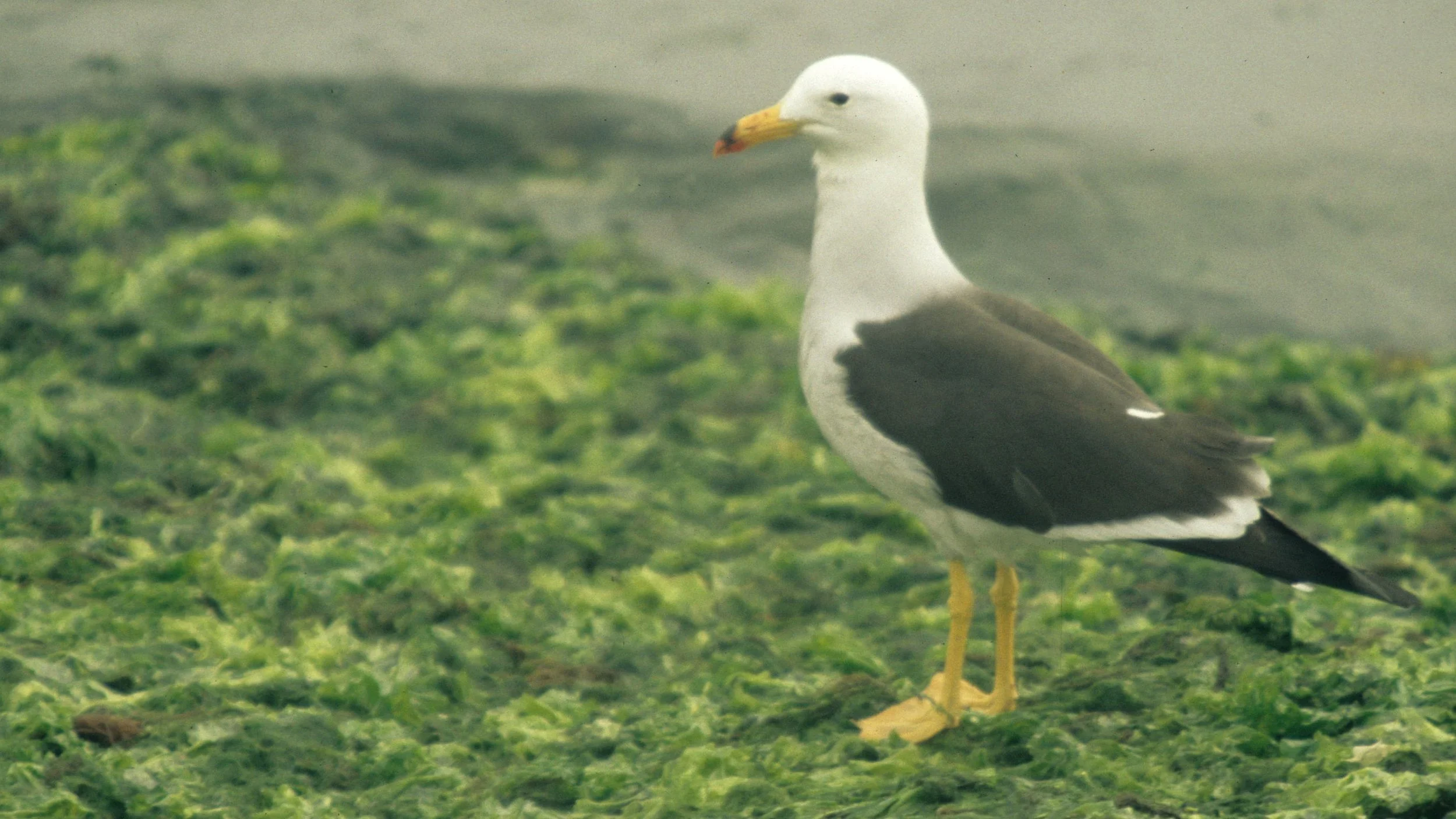 BIRD - GULL - BAND-TAILED - PARACAS B.jpg
