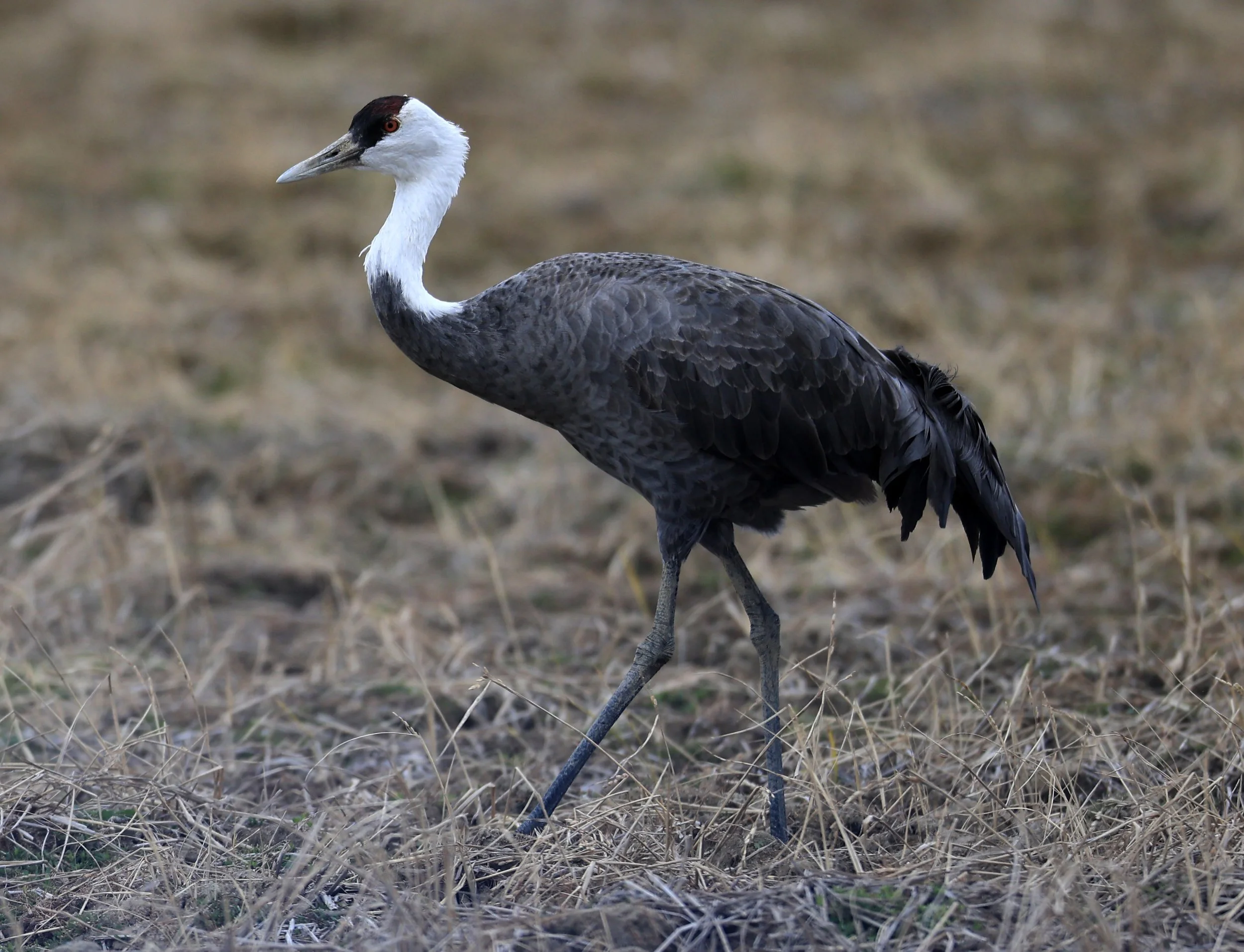 Hooded Crane (Grus monacha) Izumi Crane Park & Center, Izumi Kagoshima Kyushu Japan (113).jpg