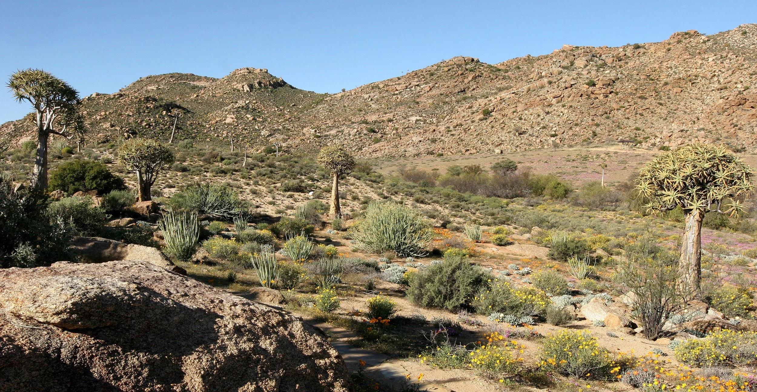 Namaqualand floral display, South Africa