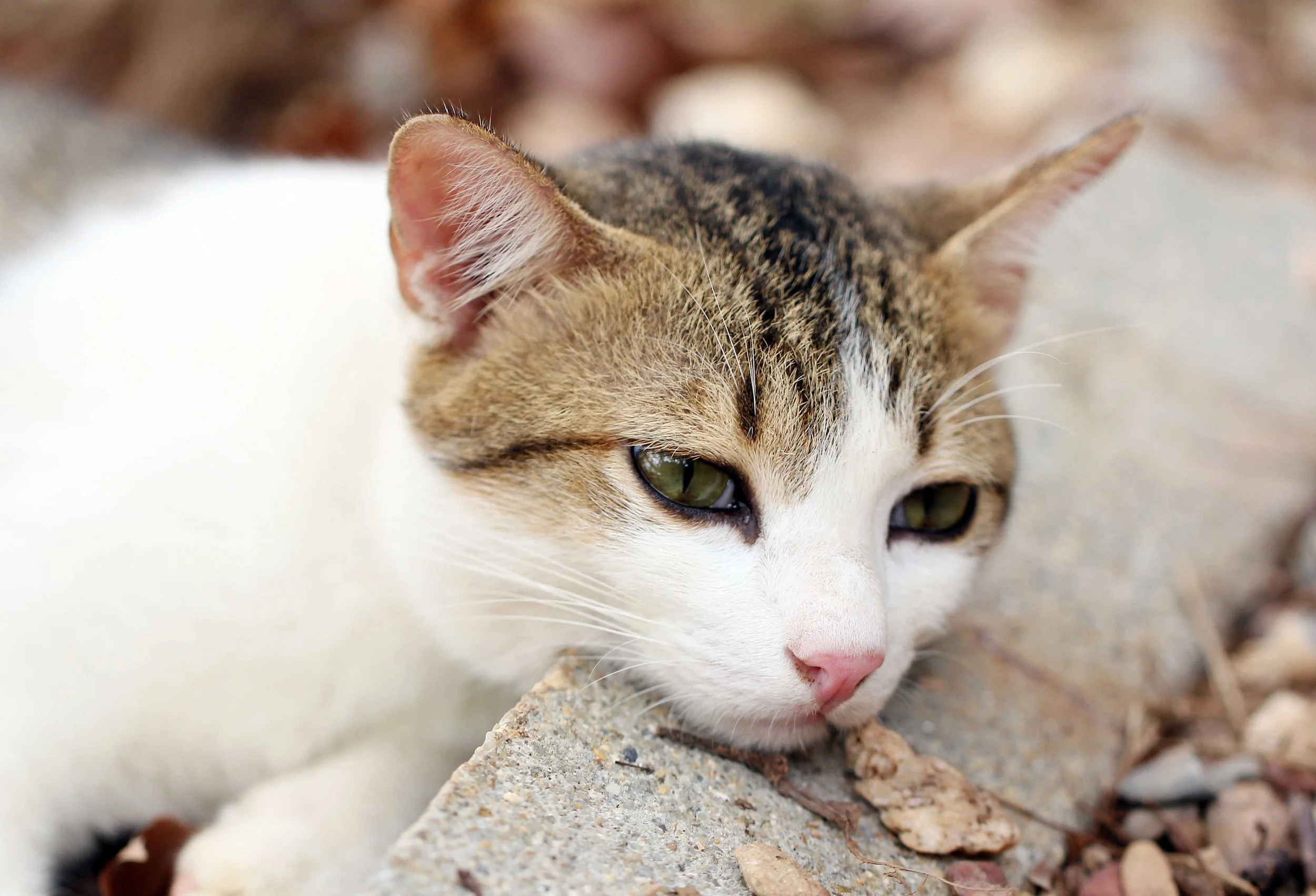 2015 Koh Lanta Songkran with friends from ISB (413).JPG