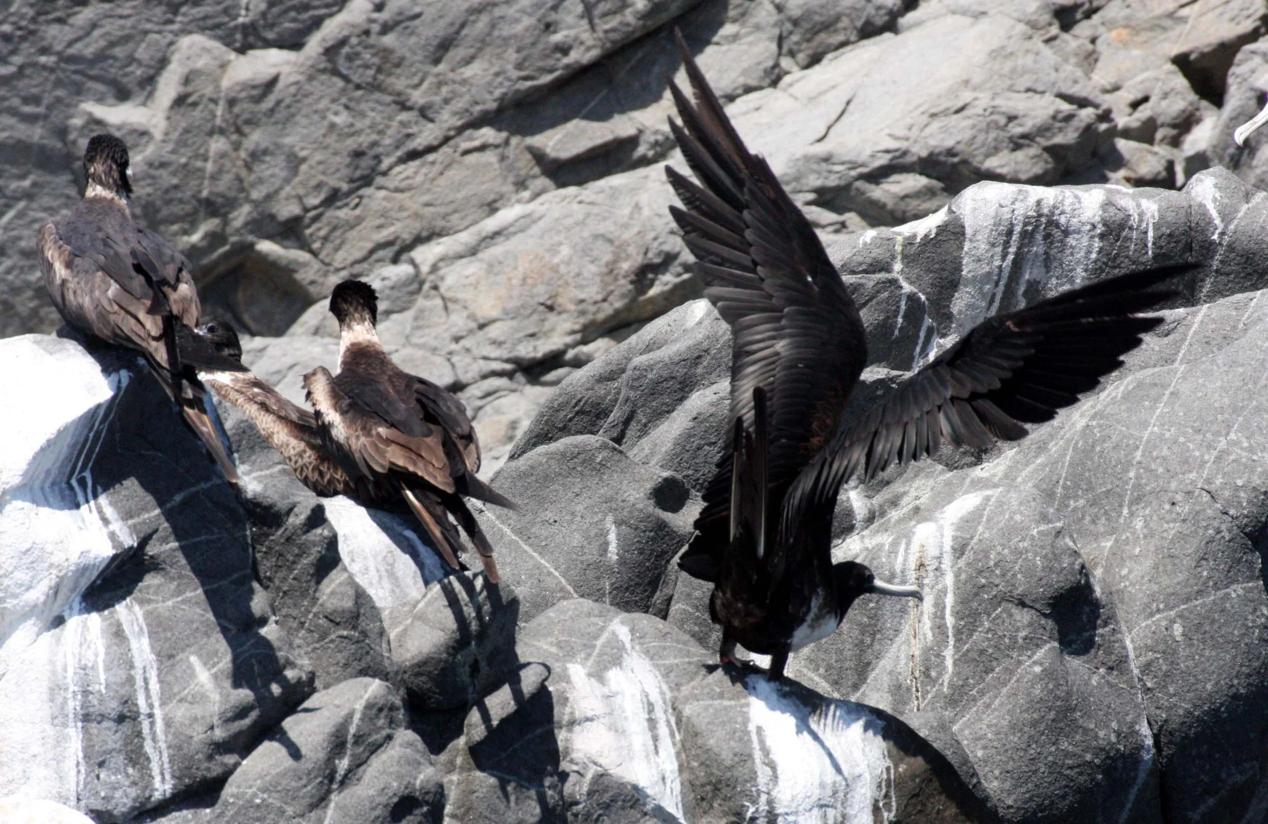 Magnificent Frigatebird (Fregata magnificens) Isla Santa Catalina, Baja Mexico (10).JPG