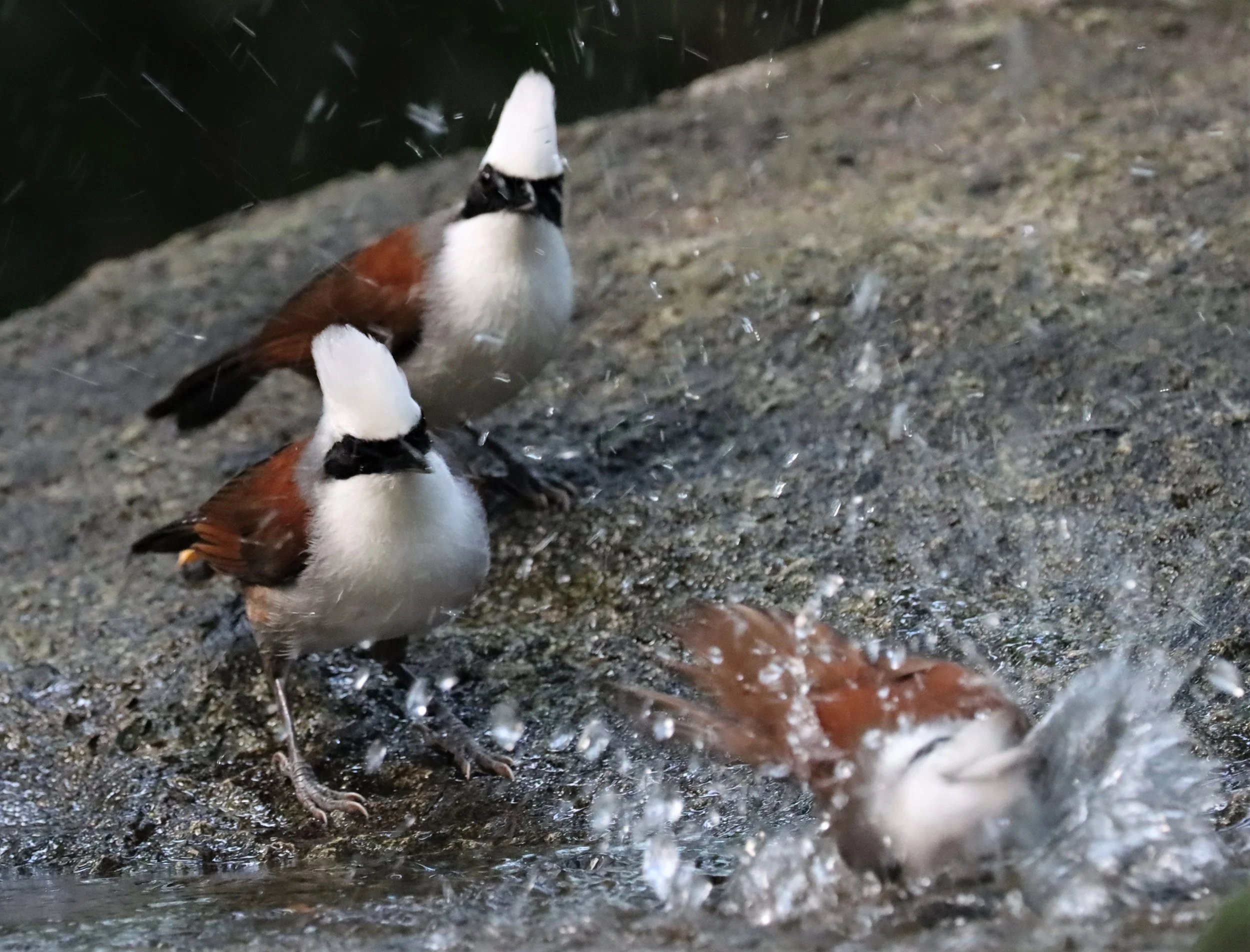 LAUGHINGTHRUSH - WHITE-CRESTED LAUGHINGTHRUSH - Garrulax leucolophus - WAT THAM PRATHUN CHONBURI (30).jpg