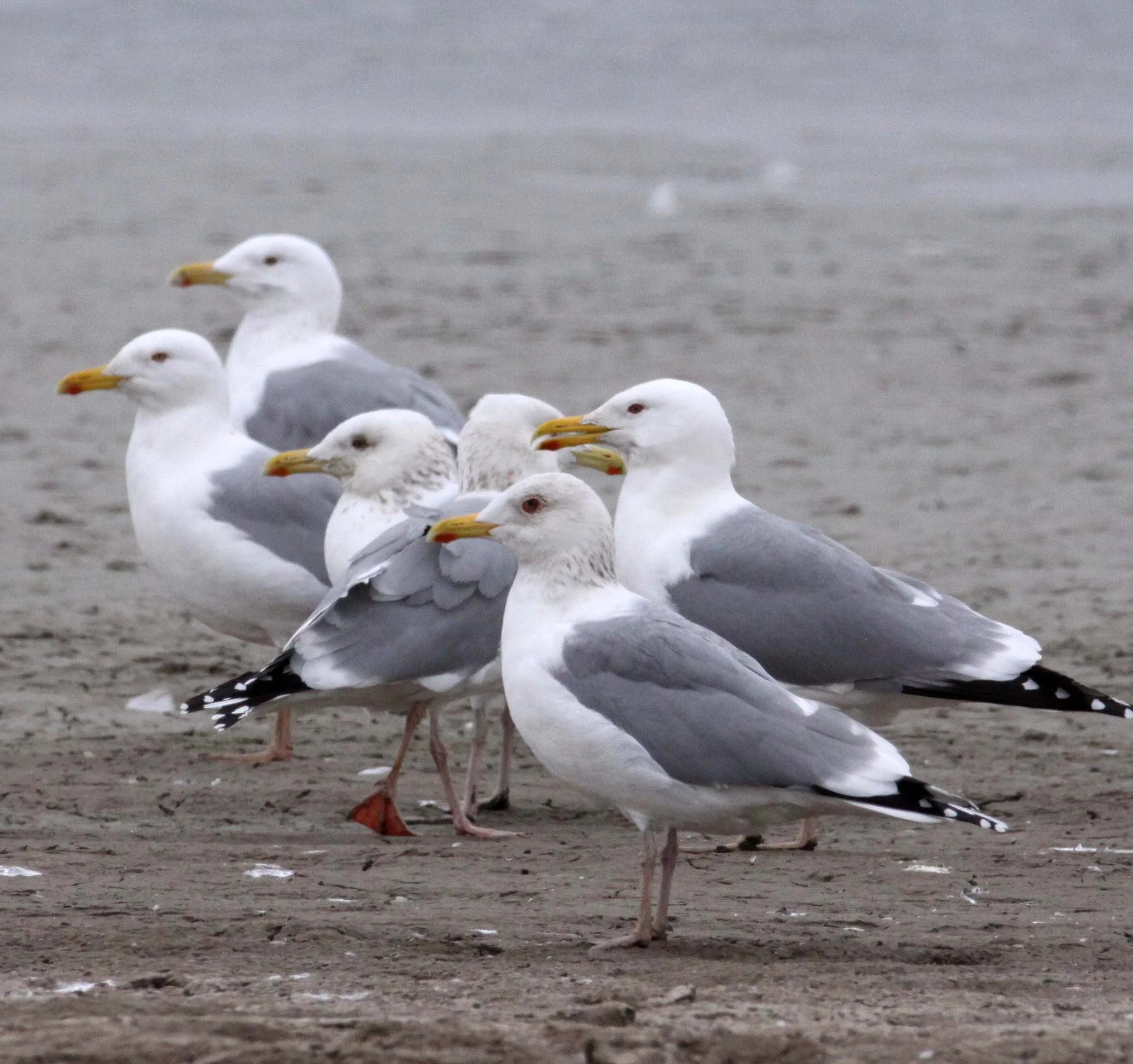 BIRD - GULL - HUEGLIN'S GULL- YANCHENG CHINA (8).JPG