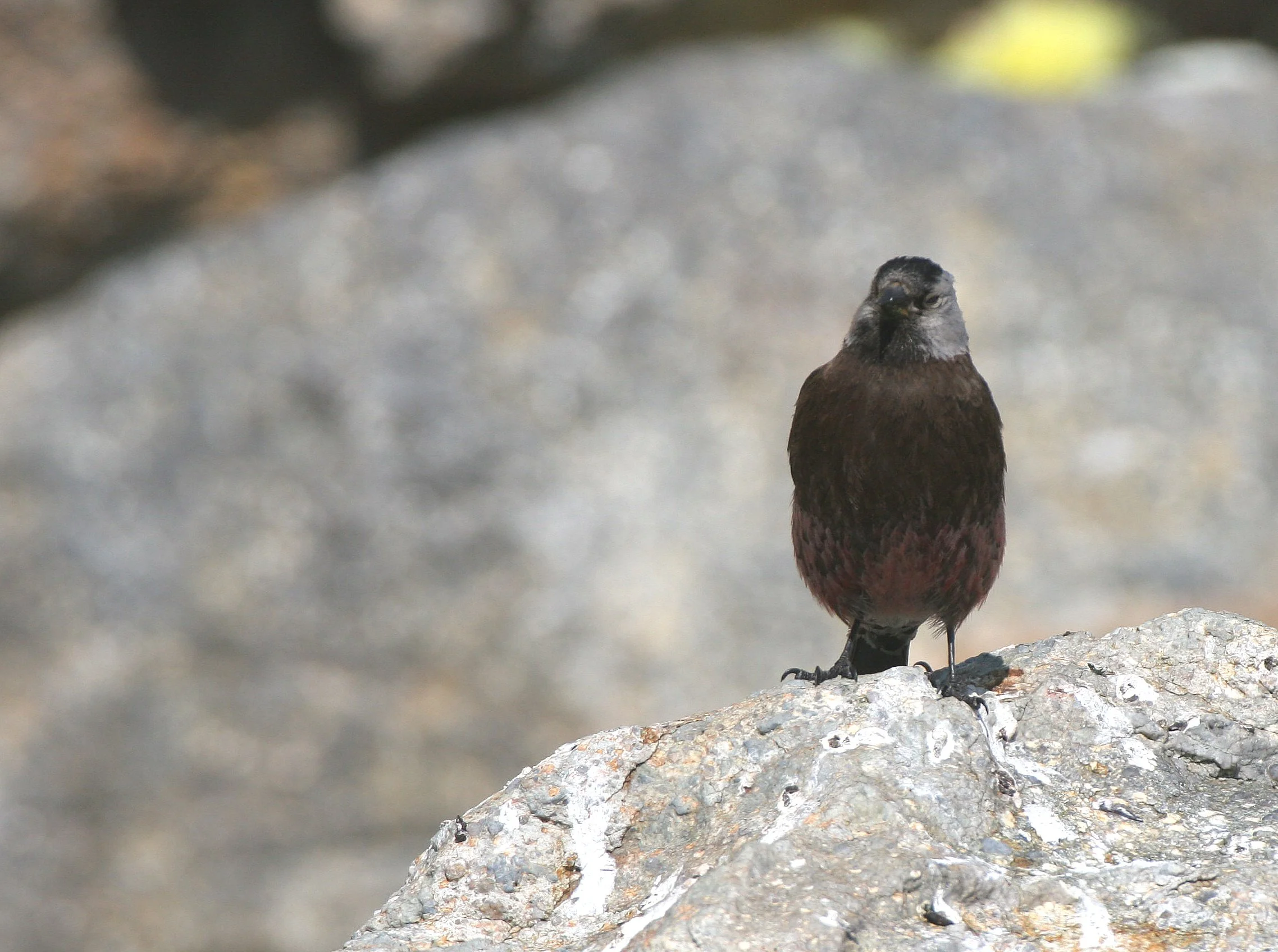 Gray-crowned Rosy-Finch (Leucosticte tephrocotis) Commander Islands Form, Commander Islands Russia (1).jpg