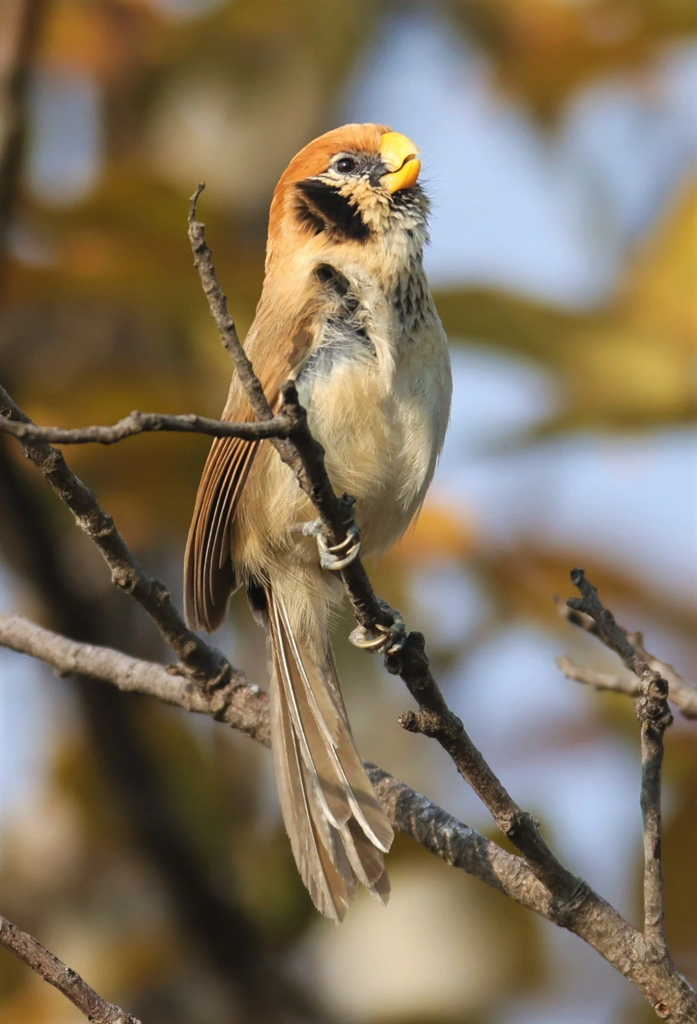 PARROTBILL - SPOT-BREASTED PARROTBILL - Paradoxornis guttaticollis - DOI SAN JU (DOI LANG WEST) FEB 2022 (33).jpg