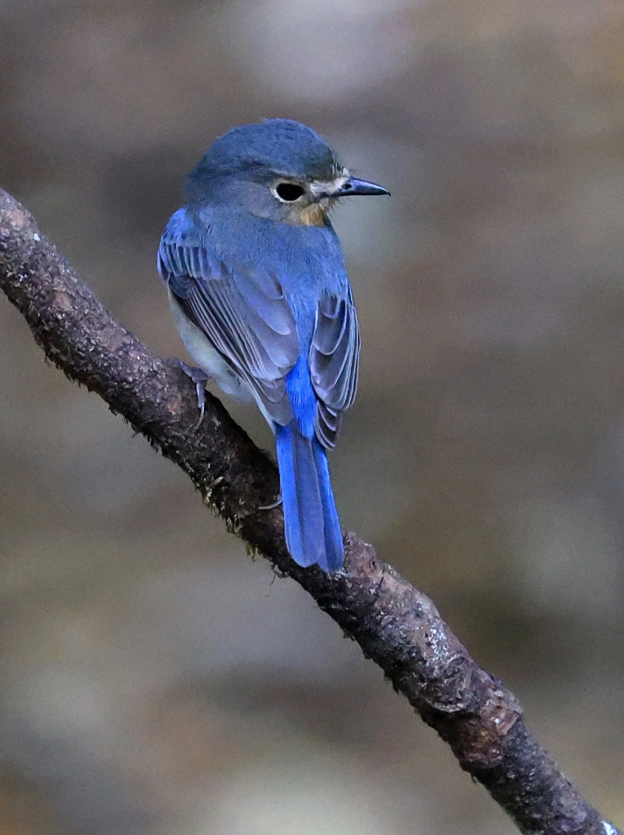Indochinese Blue Flycatcher (Cyornis sumatrensis) Kaeng Krachan National Park ESS Expedition 2026 (25).jpg