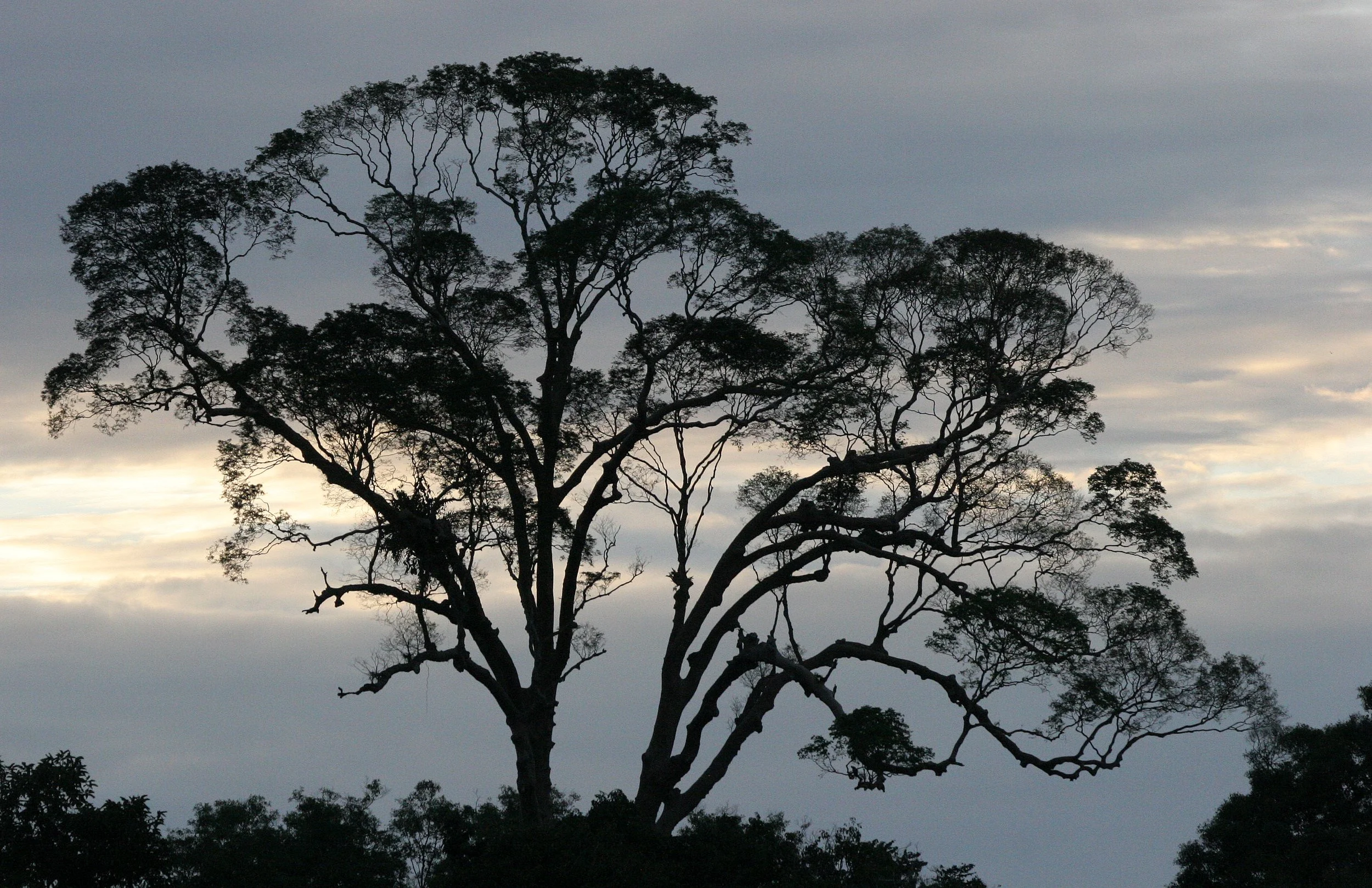 KINABATANGAN RIVER BORNEO - SUNSET SPECTACULAR (11).JPG