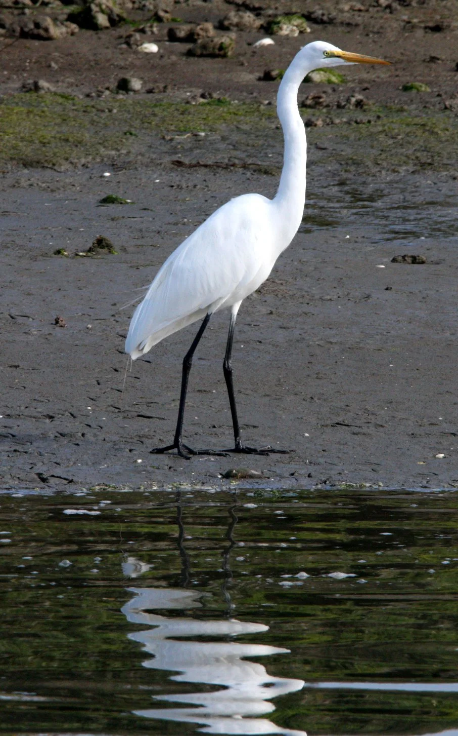 EGRET -  AMERICAN GREAT EGRET - Ardea alba egretta - ELKHORN SLOUGH WILDLIFE REFUGE CALIFORNIA (15).JPG