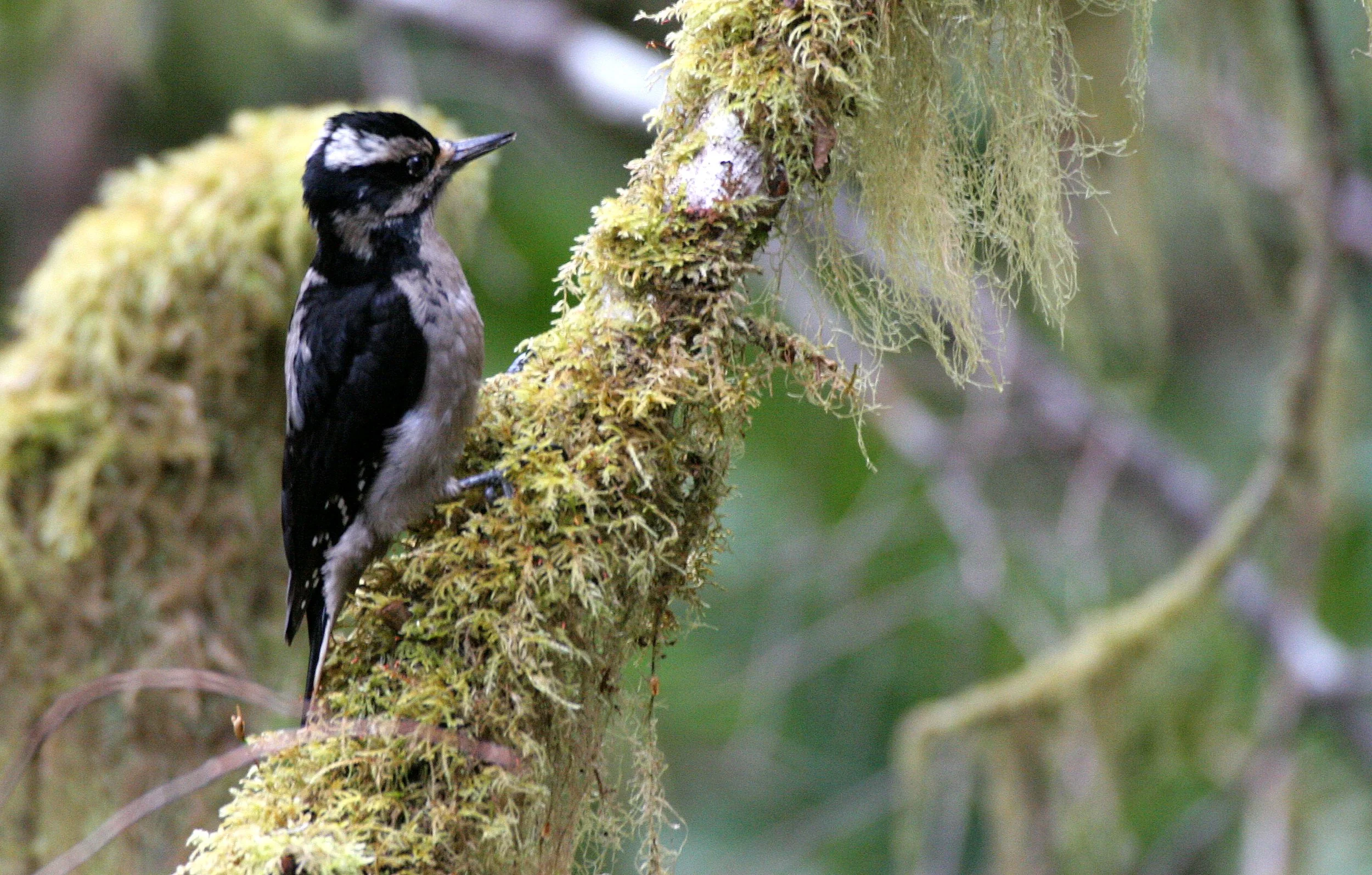 BIRD - WOODPECKER - HAIRY WOODPECKER - MARYMERE FALLS TRAIL WA (8).JPG