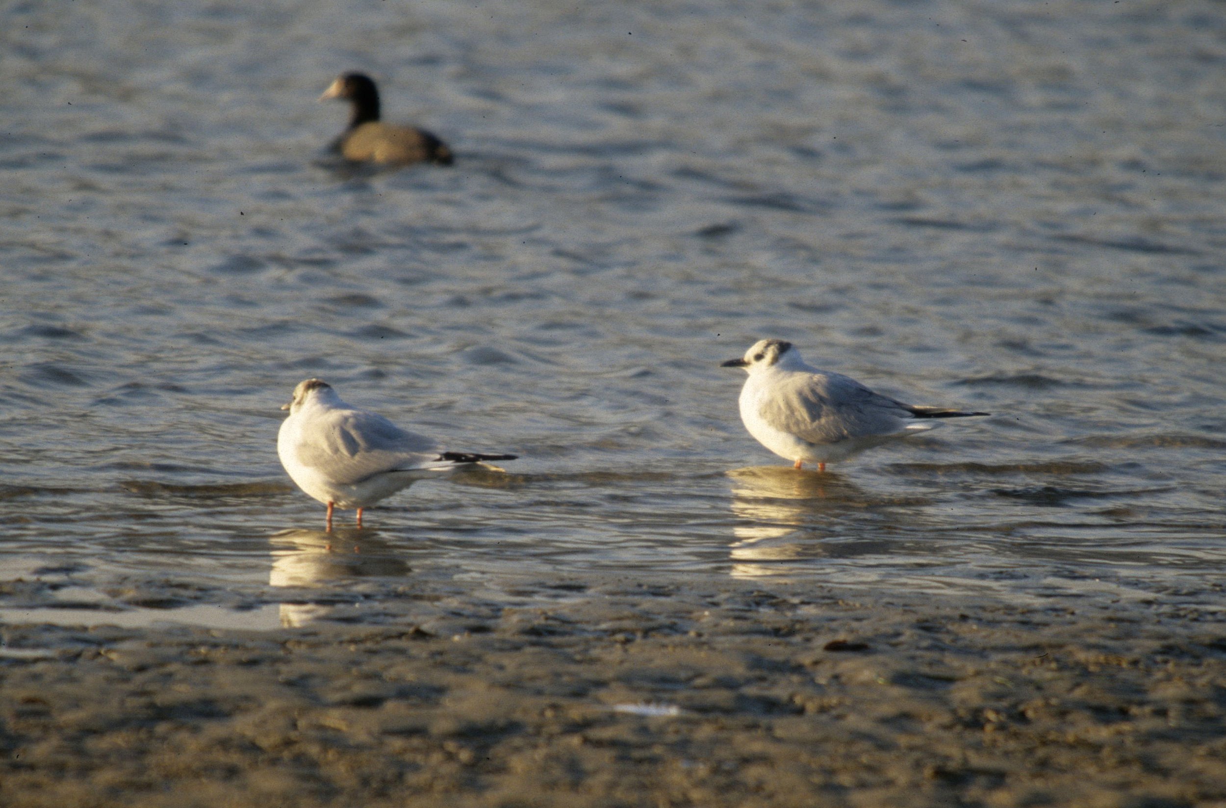 BIRD - GULL - BONAPARTES - BODEGA BAY C.jpg