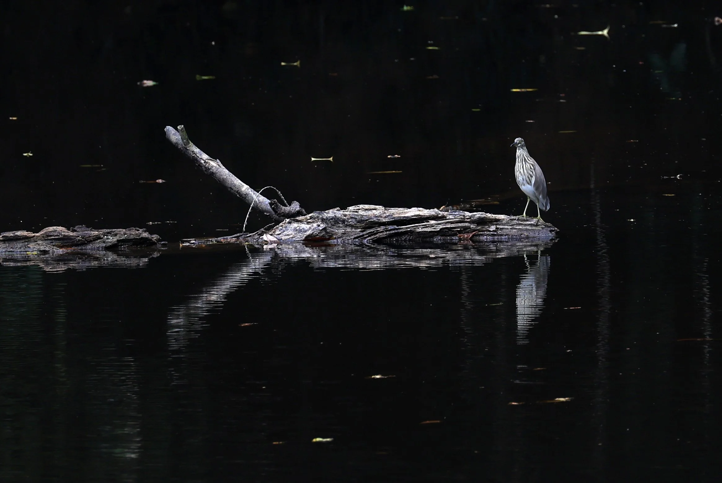 Javan Pond-Heron (Ardeola speciosa) Khao Yai National Park Feb 2026 Day 3 (2).jpg