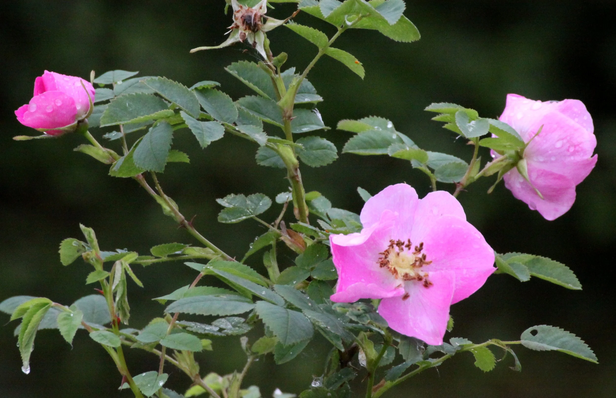 ROSACEAE - WILD ROSE - SOMEMOS MARSH VANCOUVER ISLAND BC.JPG