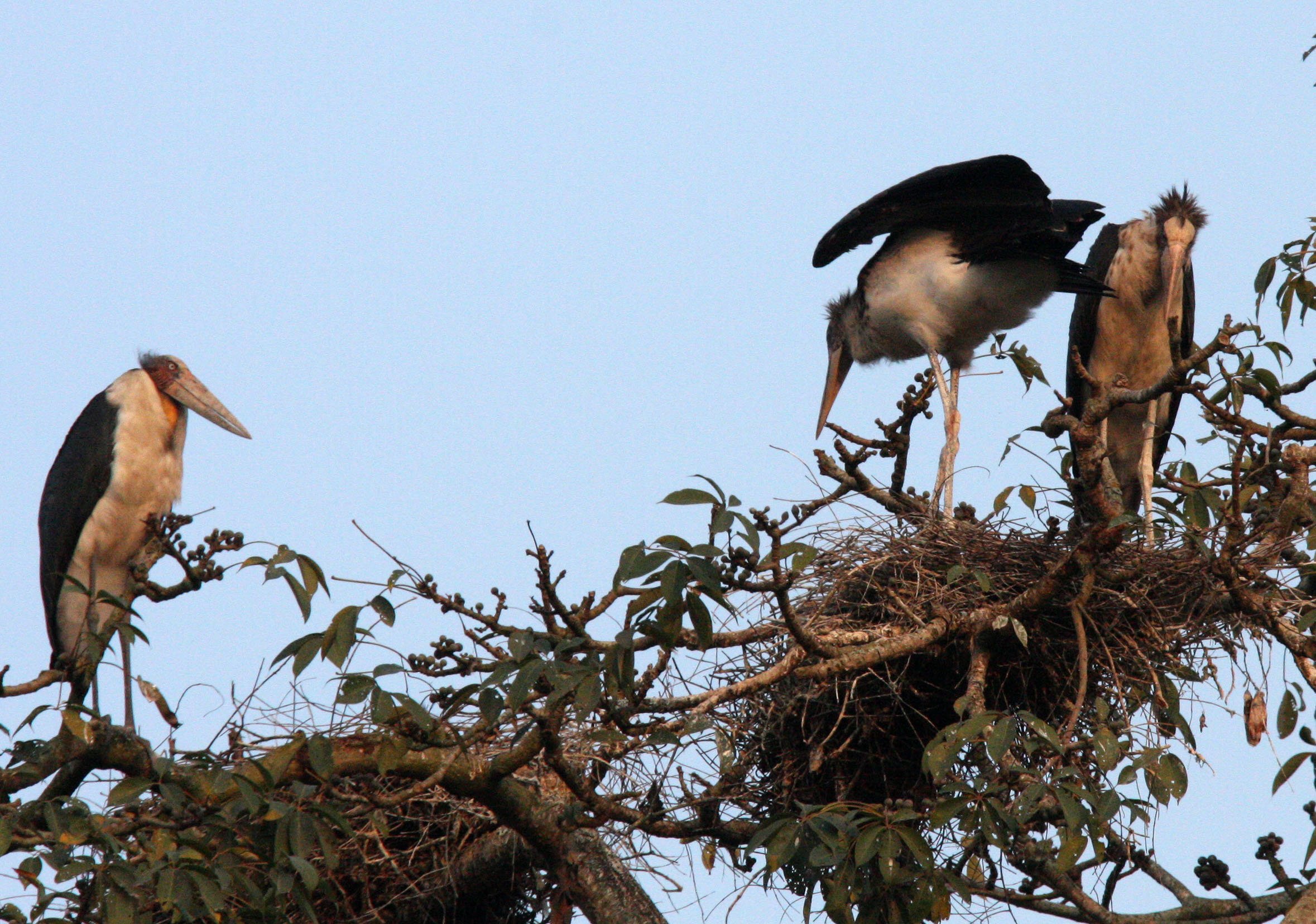 STORK - LESSER ADJUTANT STORK - Leptoptilos javanicus - KAZIRANGA NATIONAL PARK ASSAM INDIA (12).JPG