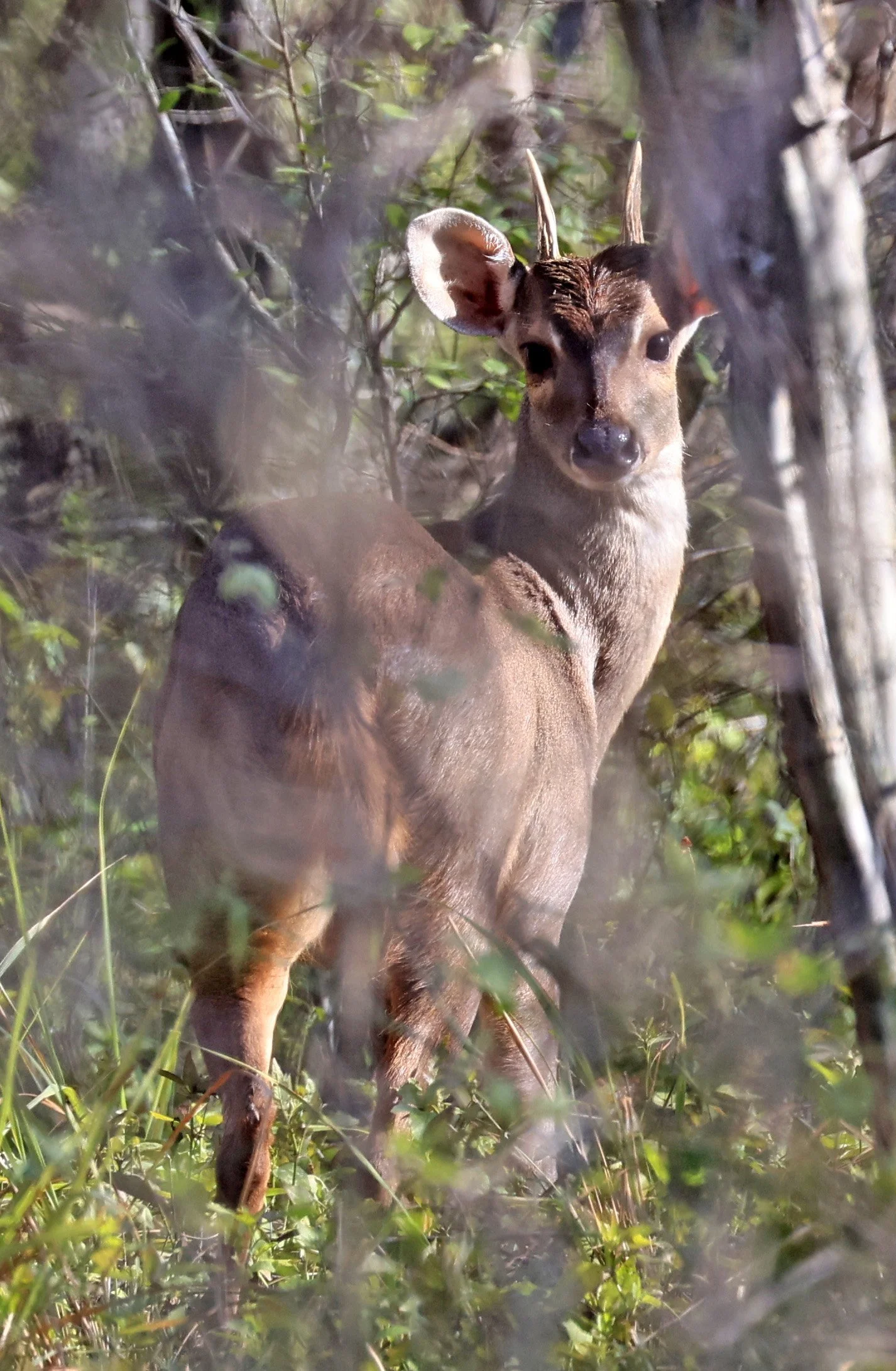 Southern Brown Brocket (Subulo gouazoubira) Selva Serena Natural Reserve (37).jpg