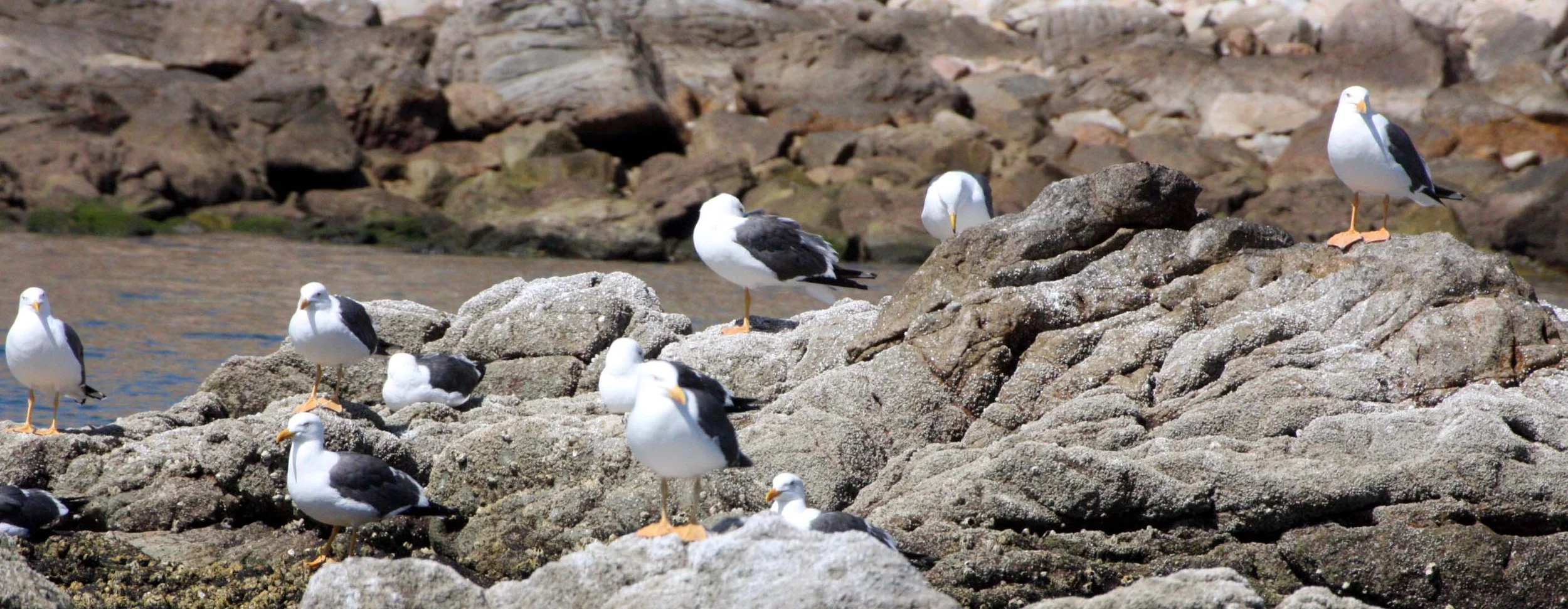 BIRD - GULL - YELLOW-FOOTED GULL - ISLA SANTA CATALINA BAJA MEXICO.JPG