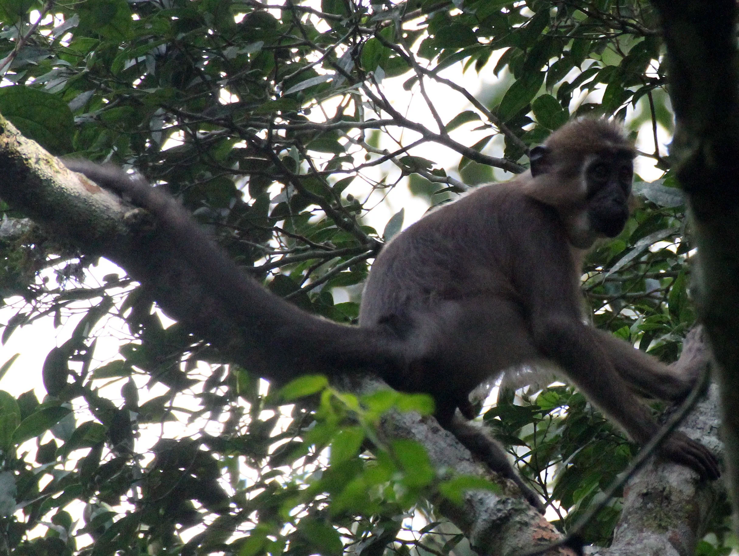 CERCOPITHECIDAE - Cercocebus agilis - AGILE MANGABEY - DZANGA NDOKI NATIONAL PARK CENTRAL AFRICAN REPUBLIC (3).JPG