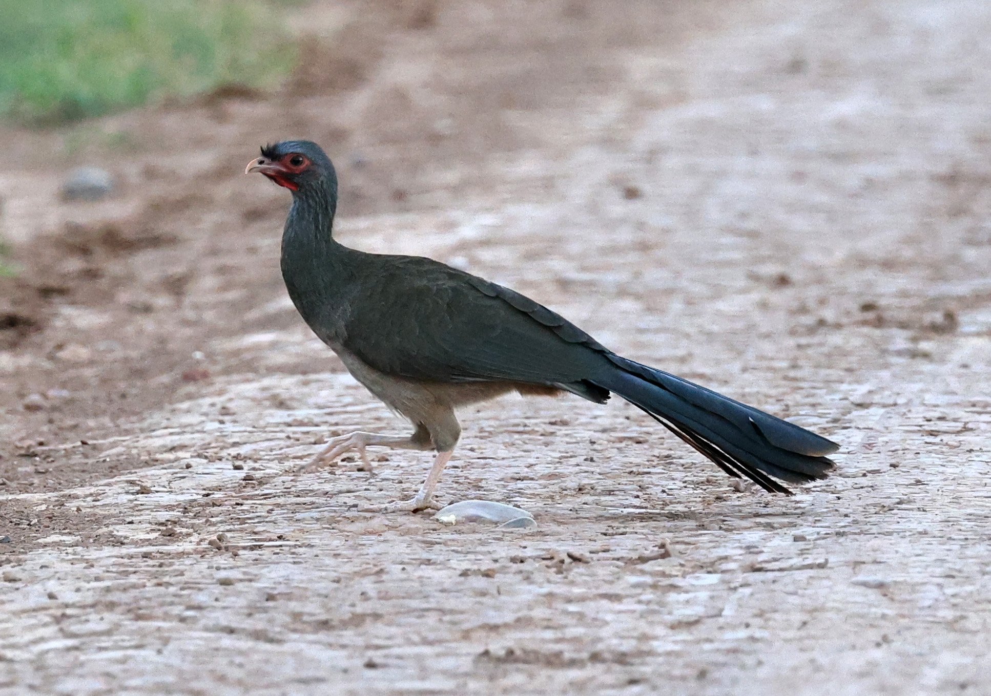 Chaco chachalaca (Ortalis canicollis) Agua Dulce Paraguay (10).jpg