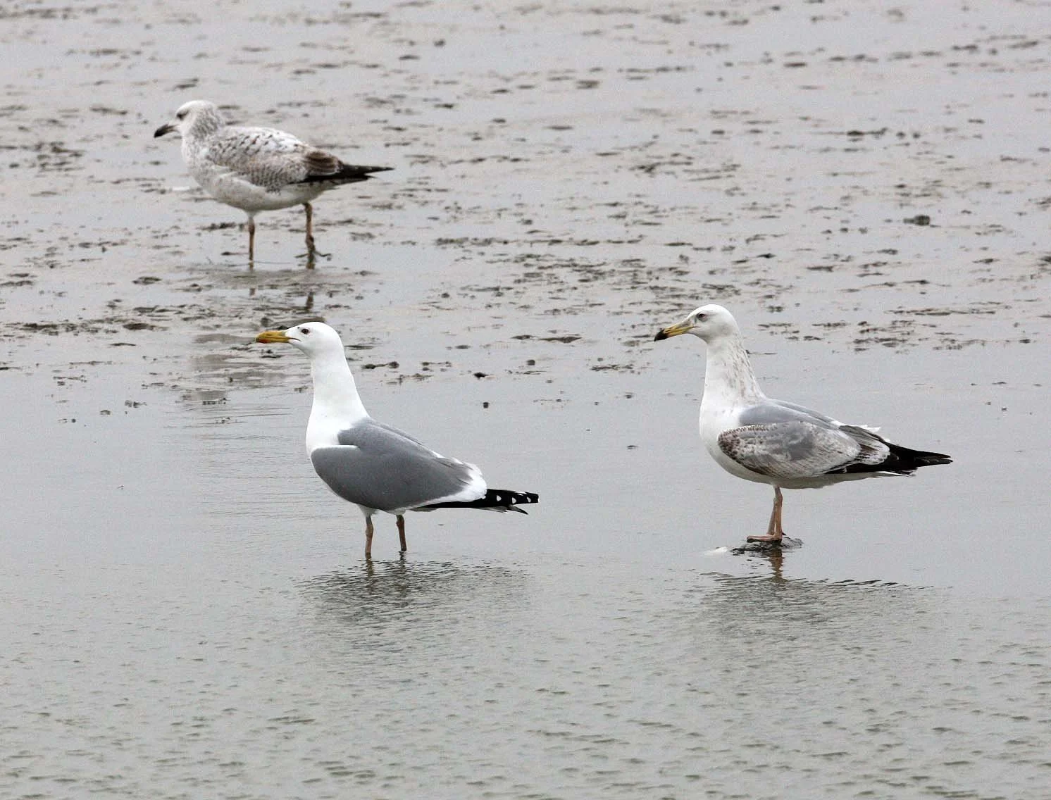 BIRD - GULL - MONGOLIAN GULL - YANCHENG CHINA (5).JPG