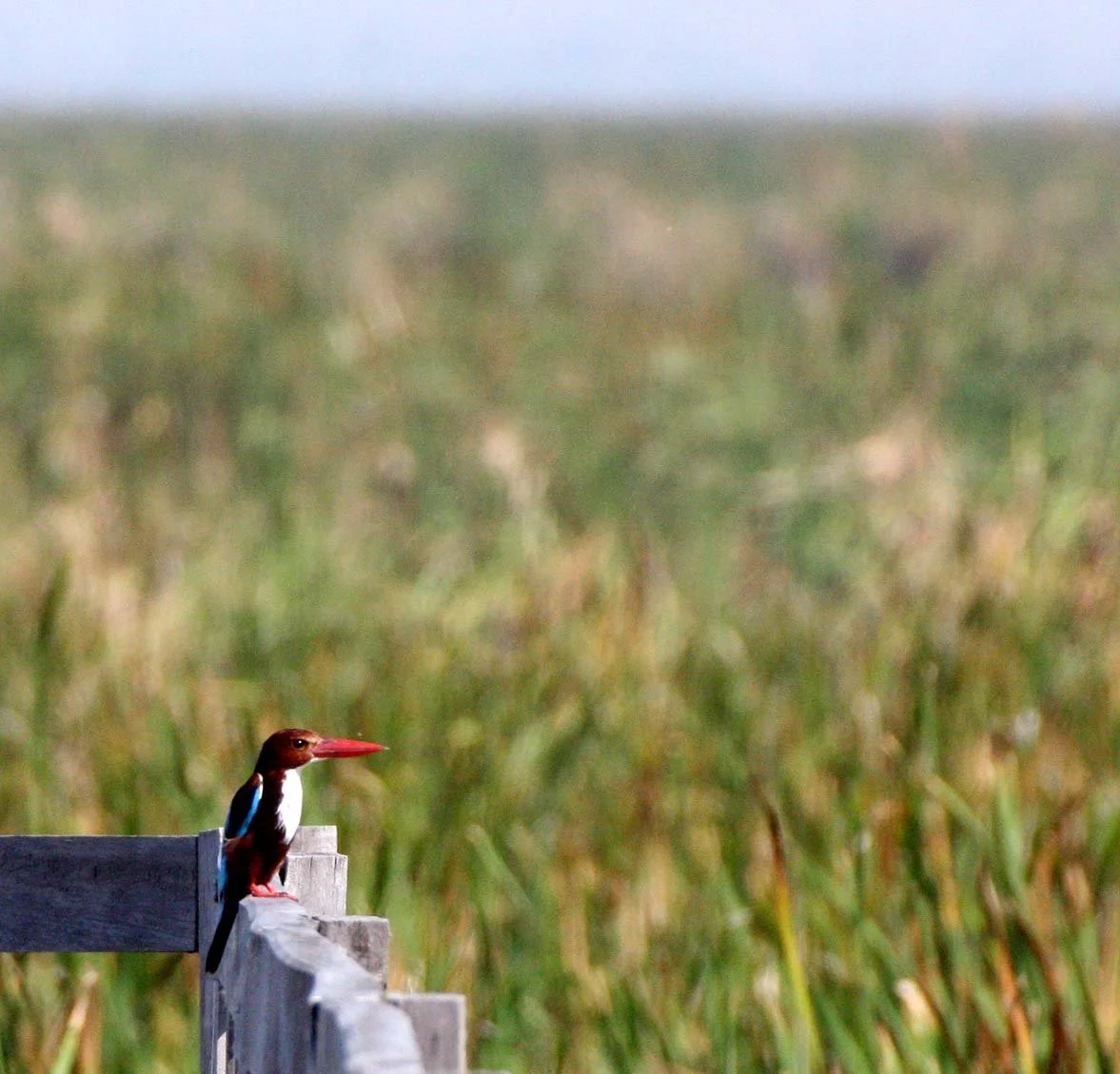 KINGFISHER - WHITE-THROATED KINGFISHER - Halcyon smyrnensis - KHAO SAM ROI YOT THAILAND (53).JPG
