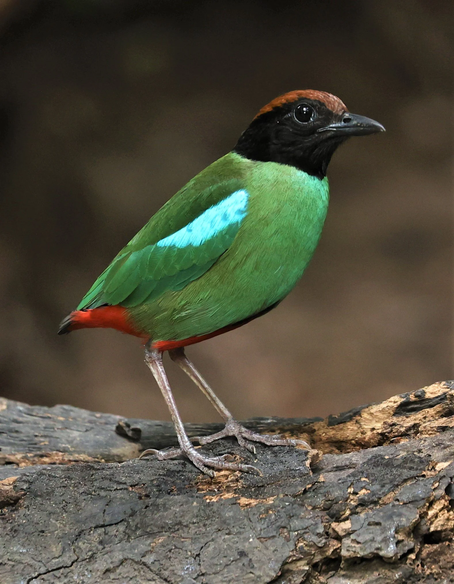 Hooded Pitta (Pitta sordida)