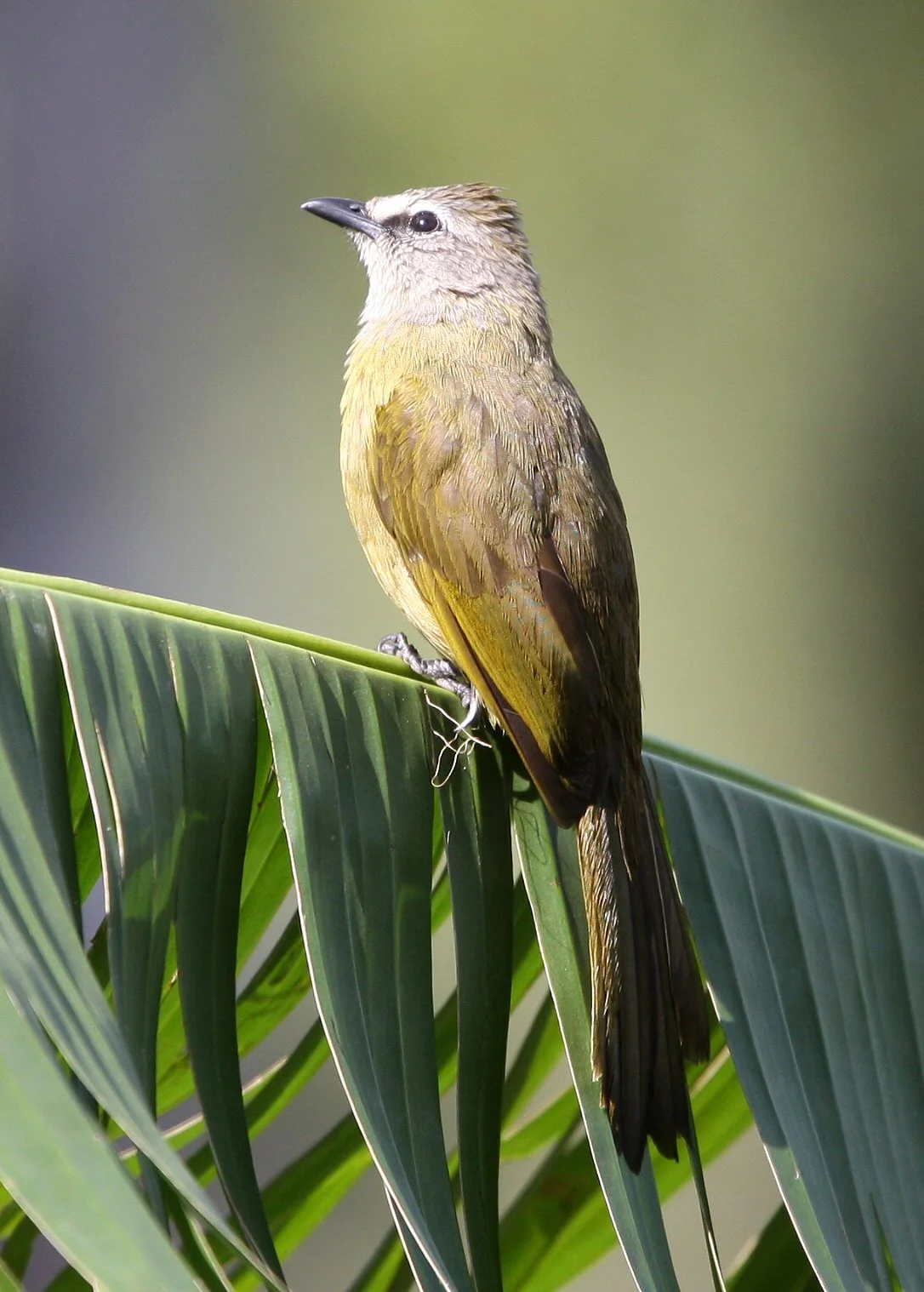 BULBUL - FLAVESCENT BULBUL - Pycnonotus flavescens - KAENG KRACHAN NP THAILAND (13).JPG