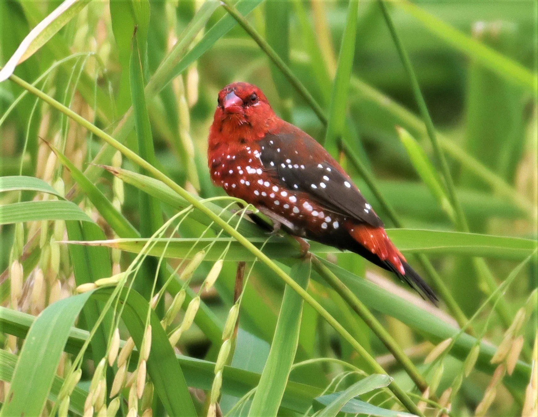 RED AVADAVAT - Amandava amandava - LAD KRABANG  THAP YAO RICE FIELDS AUGUST 14 2021 (153).jpg