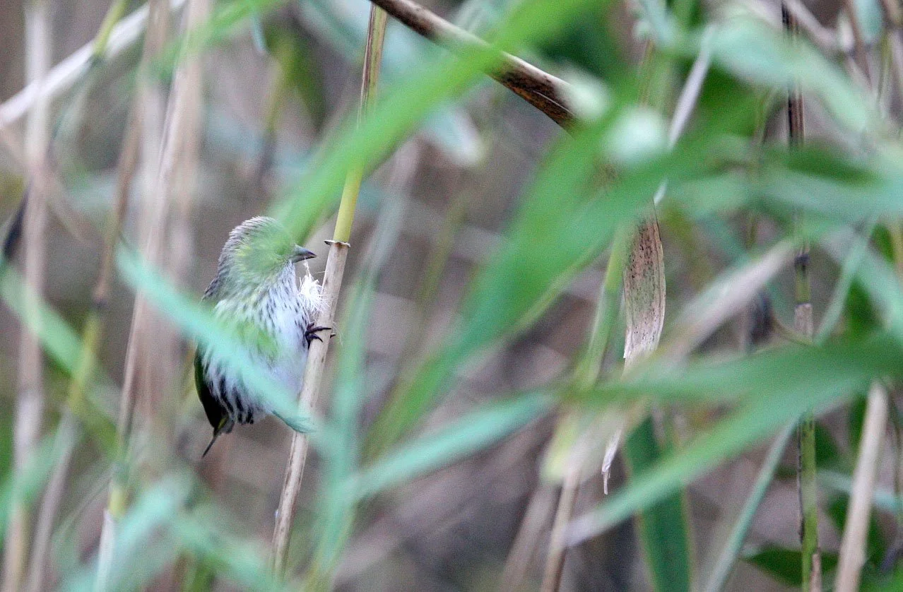 Eurasian Siskin (Spinus spinus) Nankou Rudong, China (1).JPG