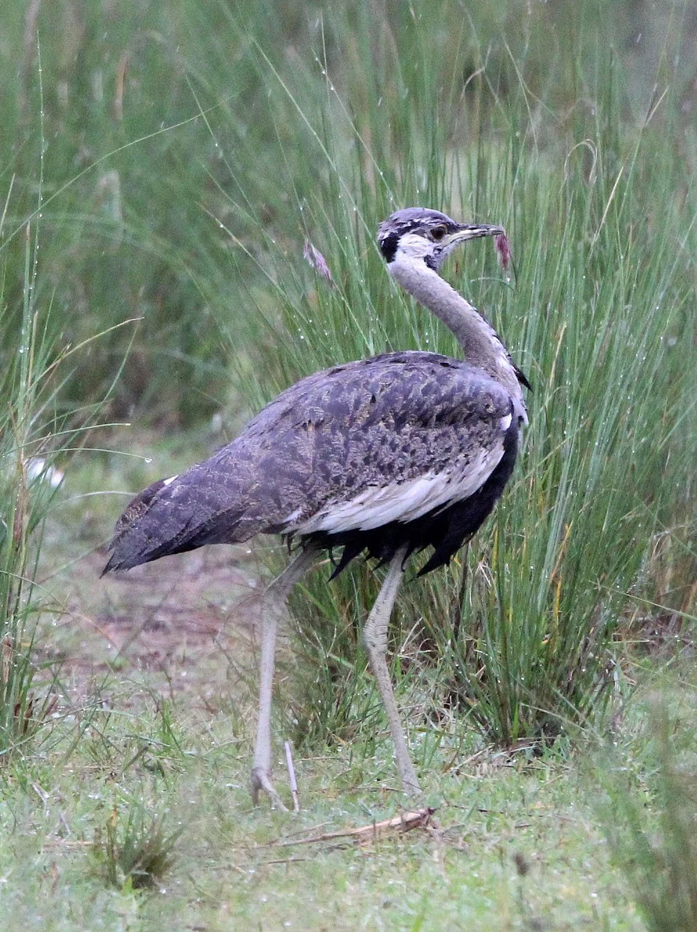 Black-bellied Bustard (Lissotis melanogaster) Senkele Sanctuary, Ethiopia (5).JPG