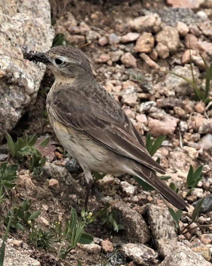 Anthus rubescens - AMERICAN PIPIT - MOUNT EVANS SCENIC BYWAY, MOUNT EVANS ROCKY MOUNTAINS (9).jpg