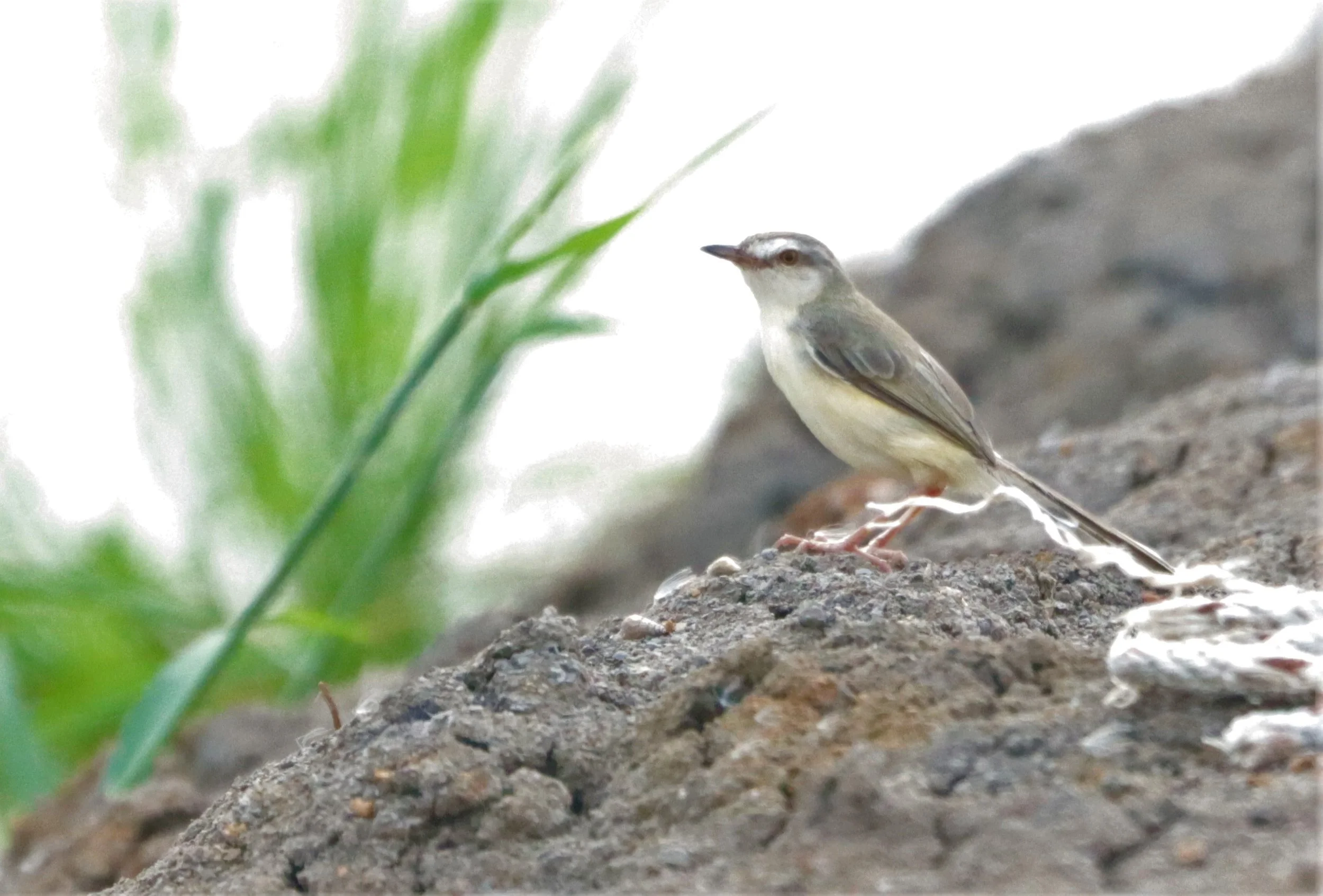 PRINIA - PLAIN PRINIA - Prinia inornata - PATHUM THANI RICE RESEARCH CENTER (1).jpg
