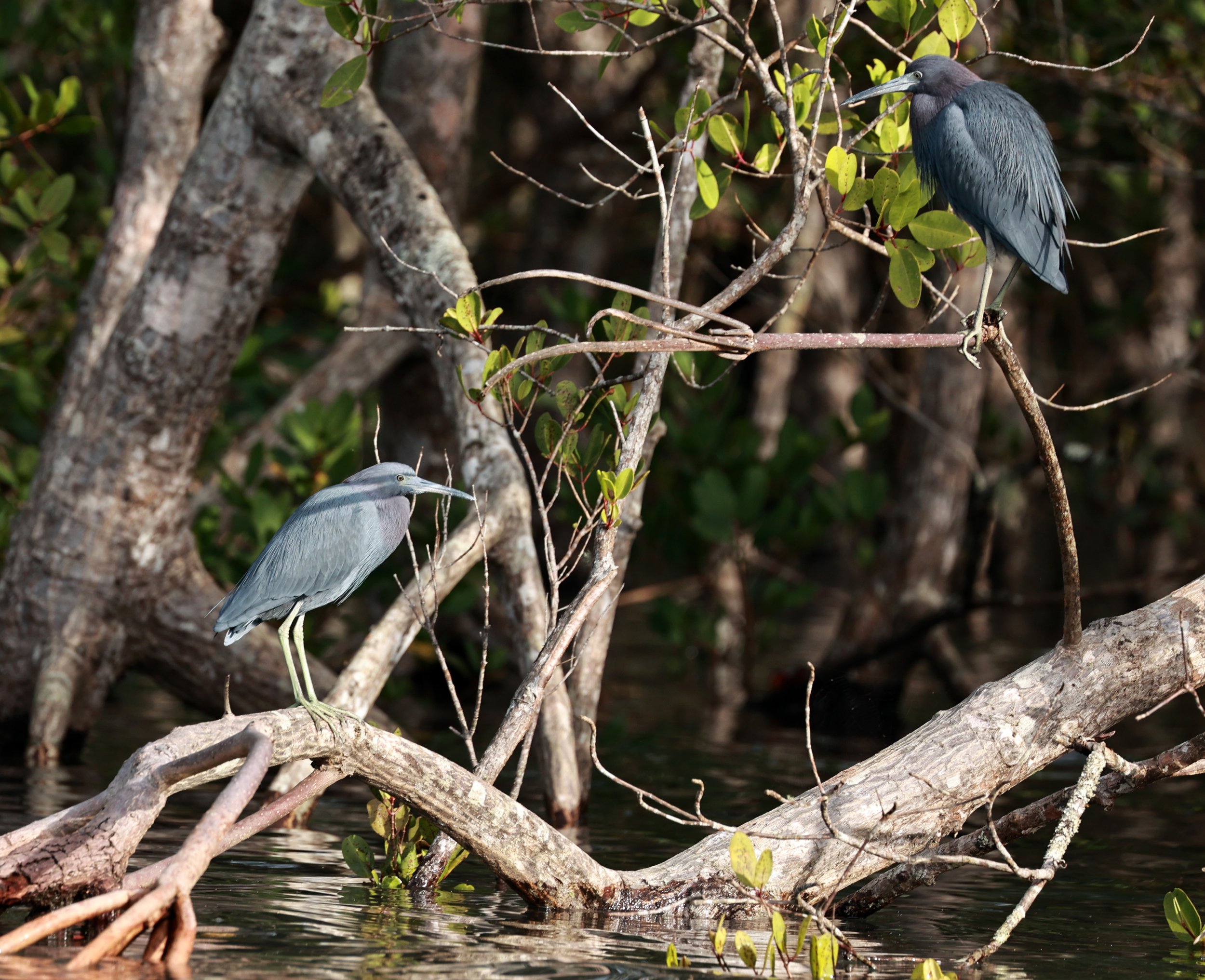 Little Blue Heron (Egretta caerulea) juvenile - Superagui National Park