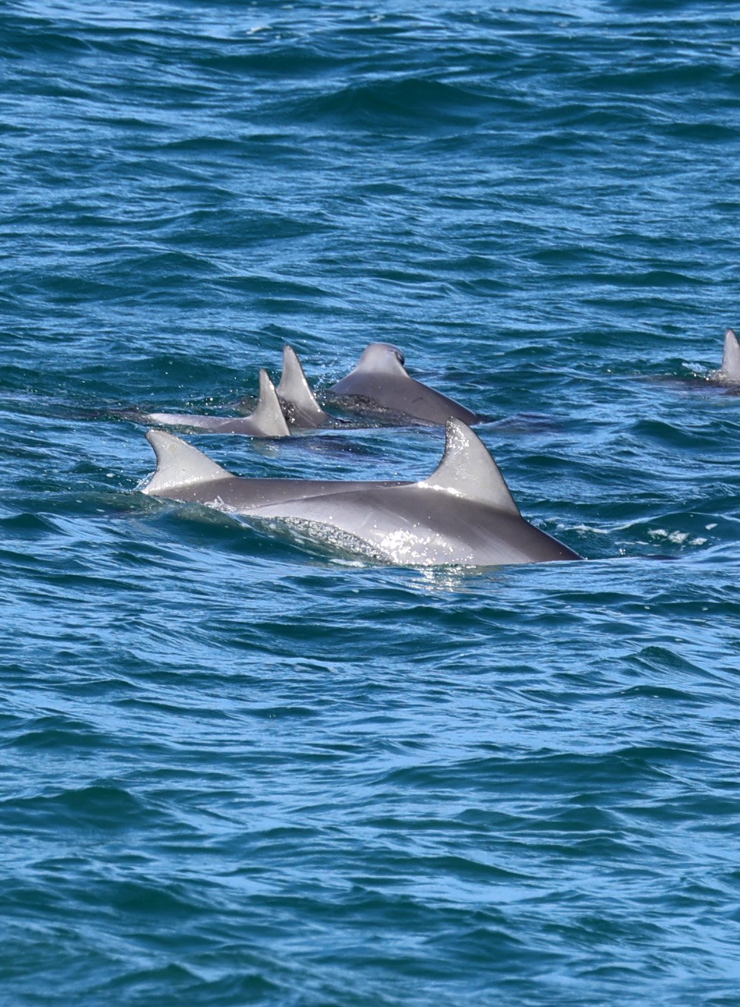 Bottlenose dolphins (Tursiops truncatus) Victor Harbor - South Australia