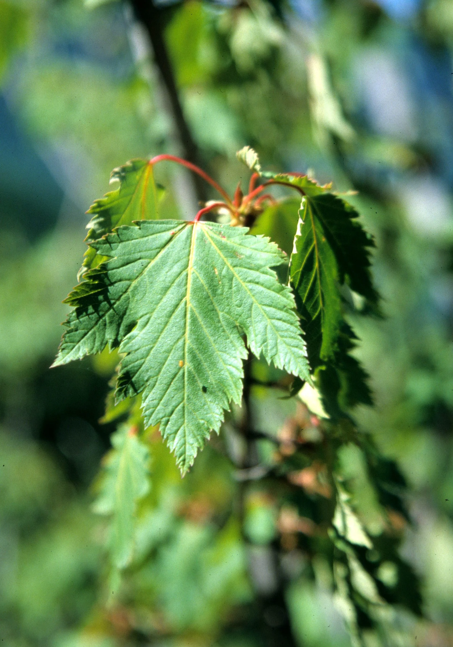 Aceraceae - Douglas Maple - Acer glabrum