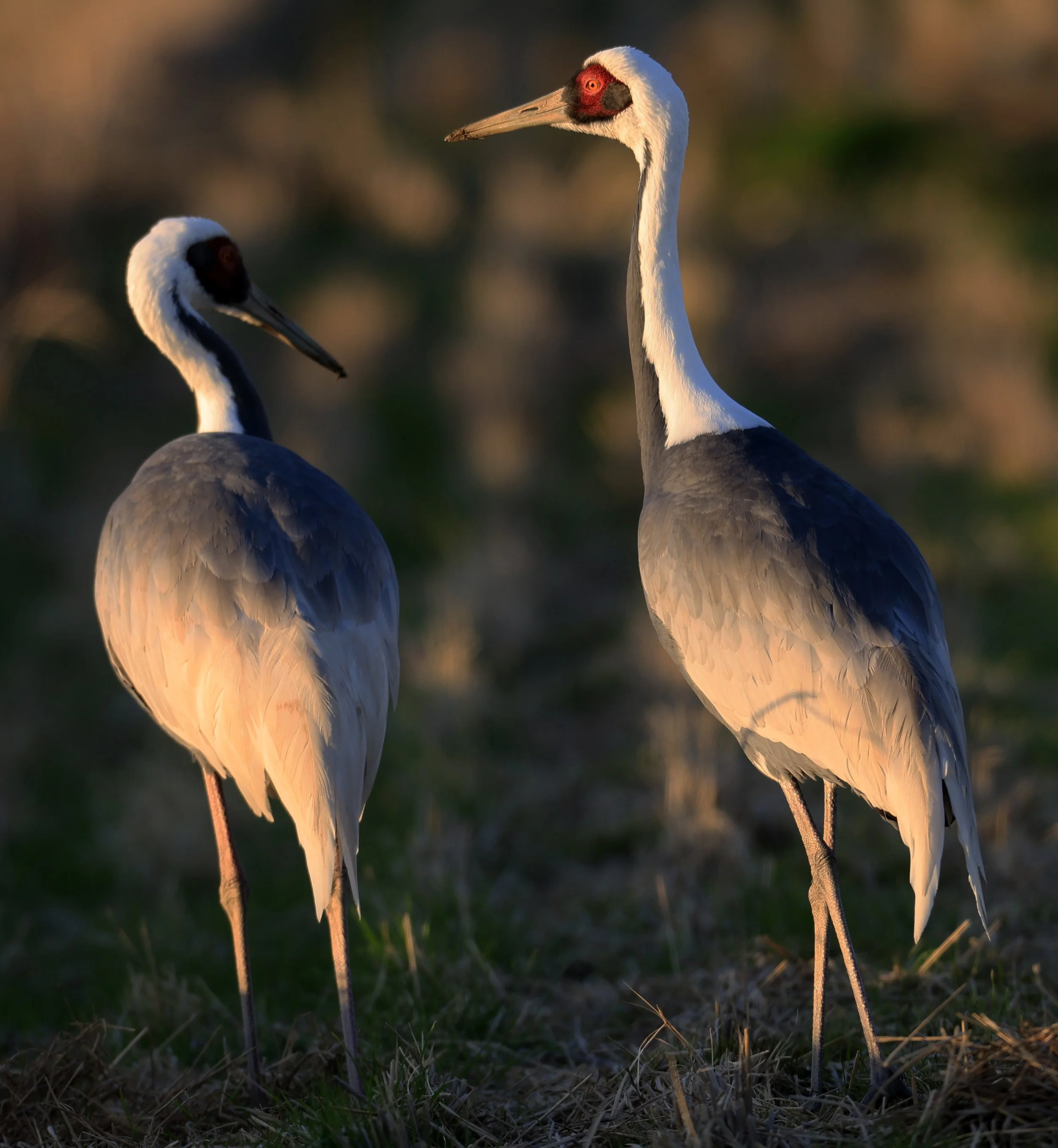 White-naped Crane (Antigone vipio) Izumi Crane Park & Center, Izumi Kagoshima Kyushu Japan (610).jpg