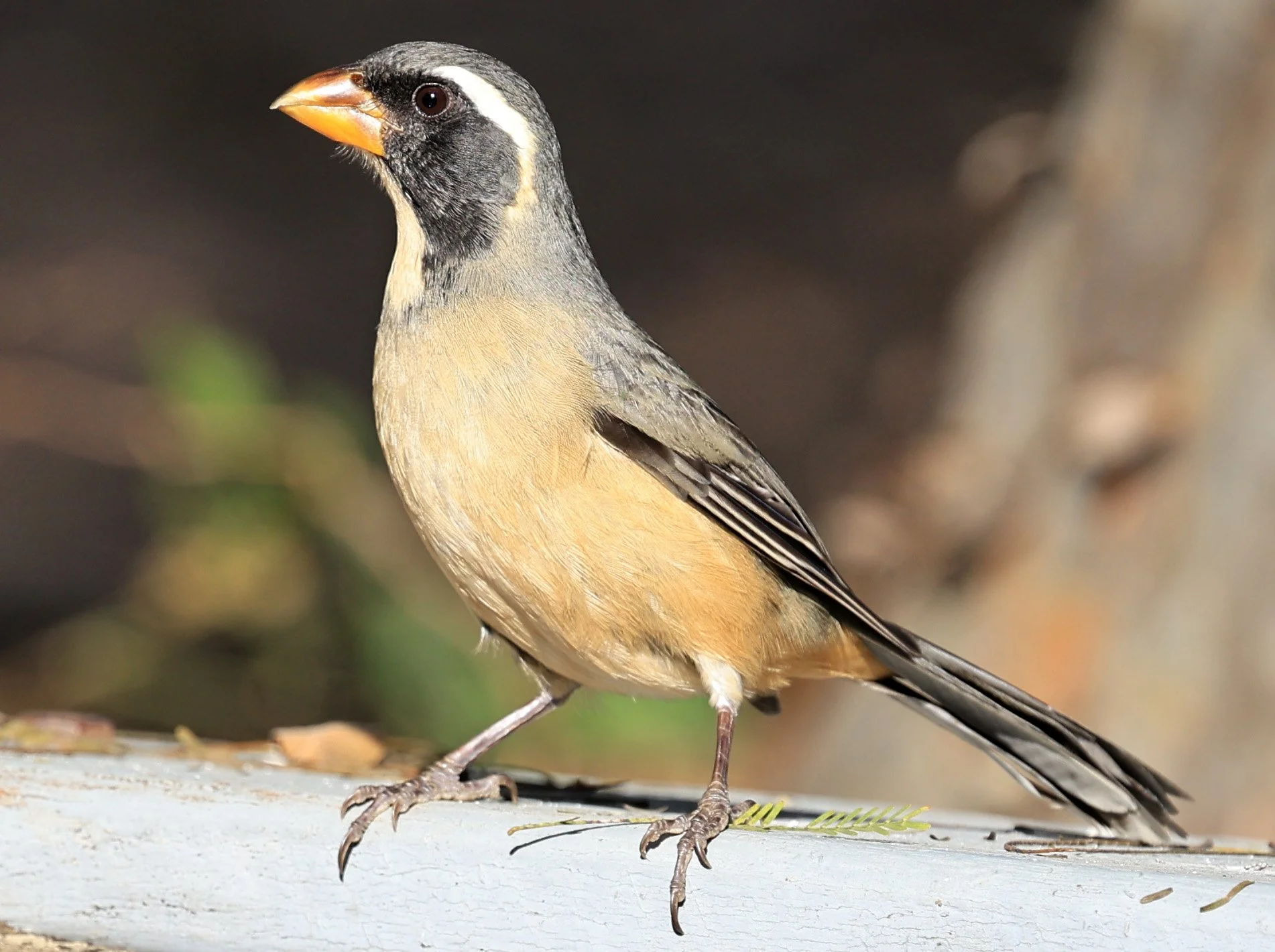 Golden-billed Saltator (Saltator aurantiirostris) Aurora Chaquena Reserve, Neuland Mennonite Colony Paraguay (38).jpg