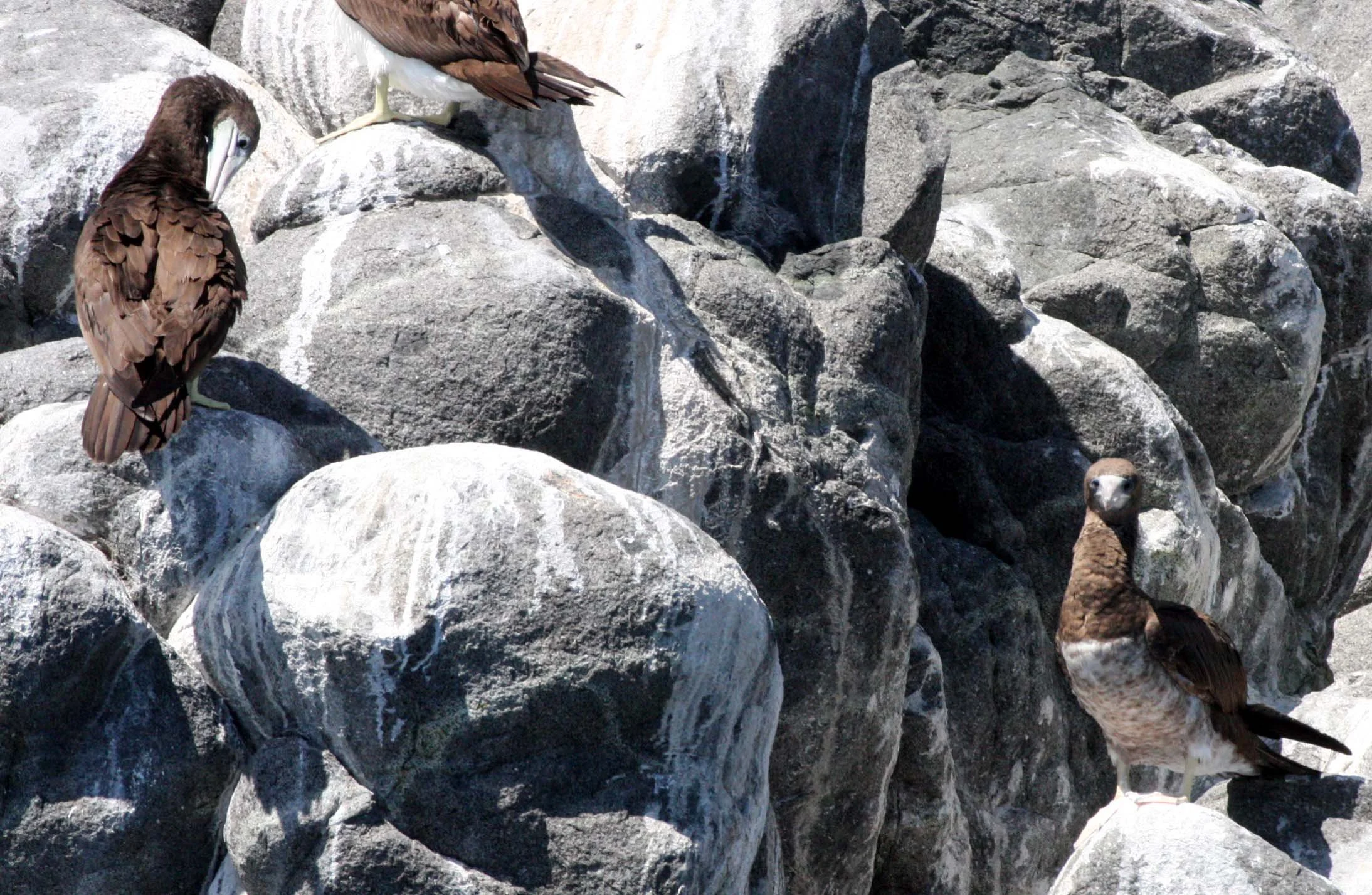 Brown Booby (Sula leucogaster) Santa Catalina Island Baja Mexico (22).JPG