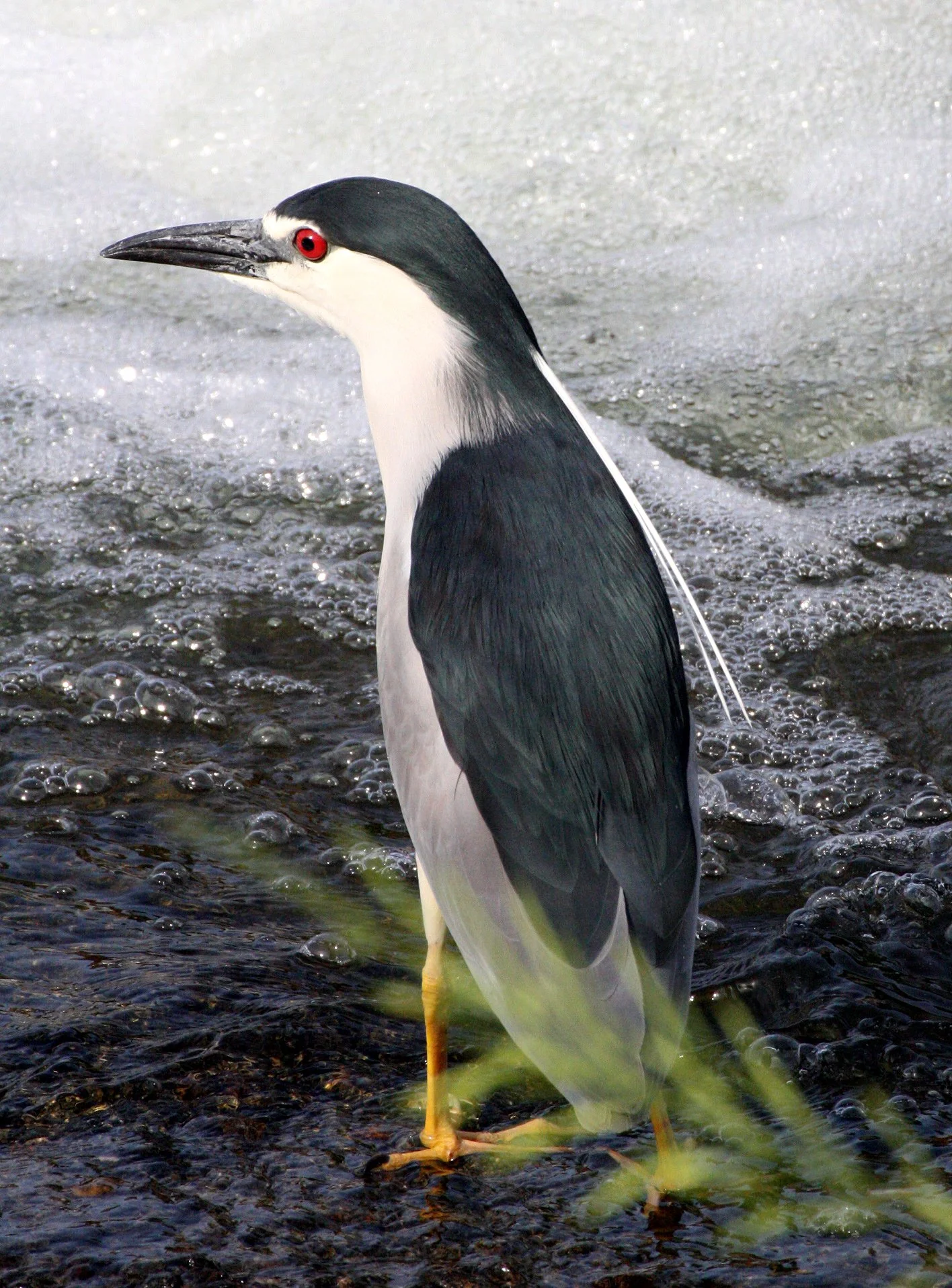HERON - BLACK-CROWNED NIGHT HERON - Nycticorax nycticorax - KYOTO JAPAN (15).JPG