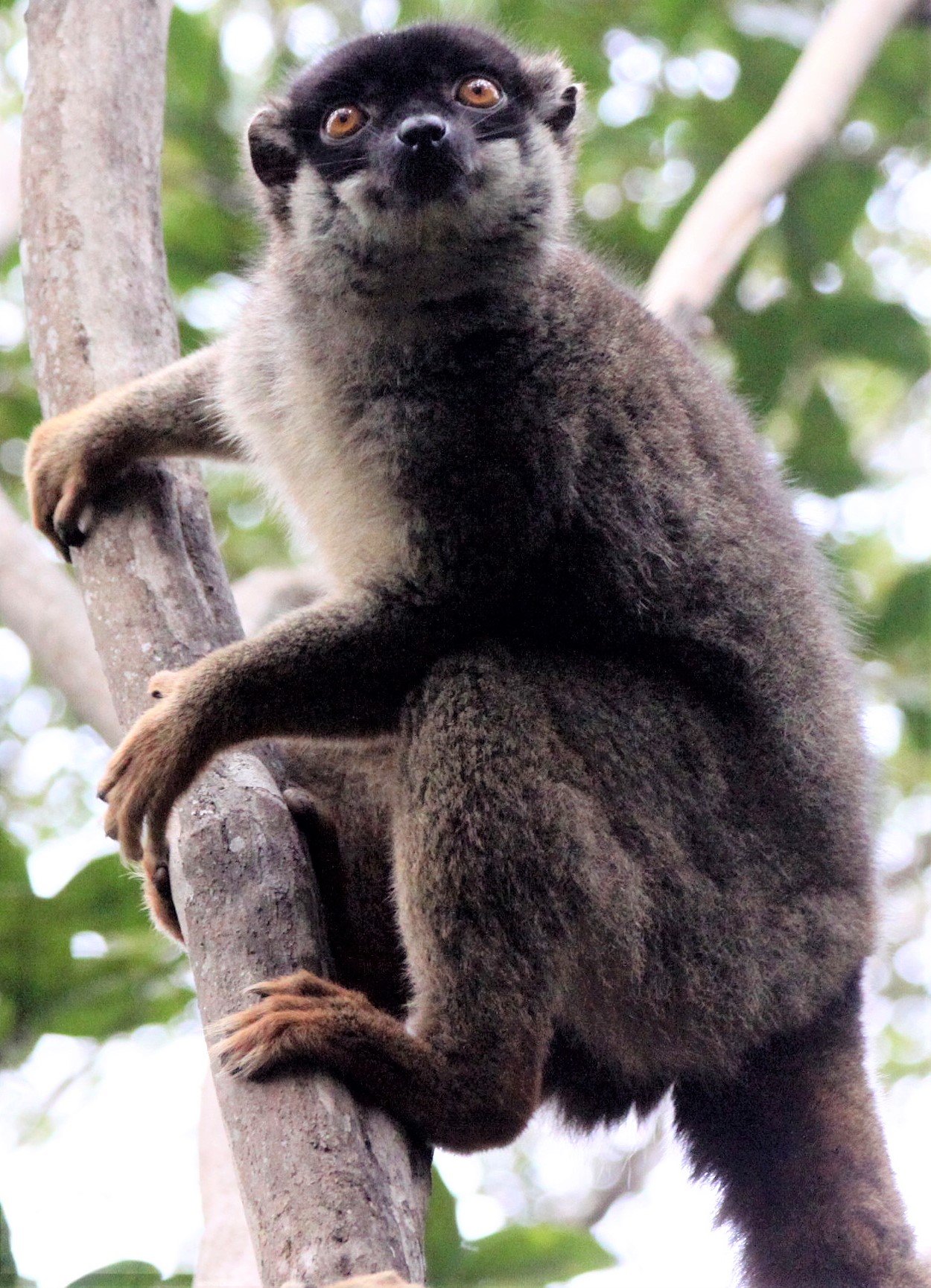 LEMURIDAE - Eulemur fulvus - COMMON BROWN LEMUR - MANTADIA NATIONAL PARK MADGASCAR aa22.jpg