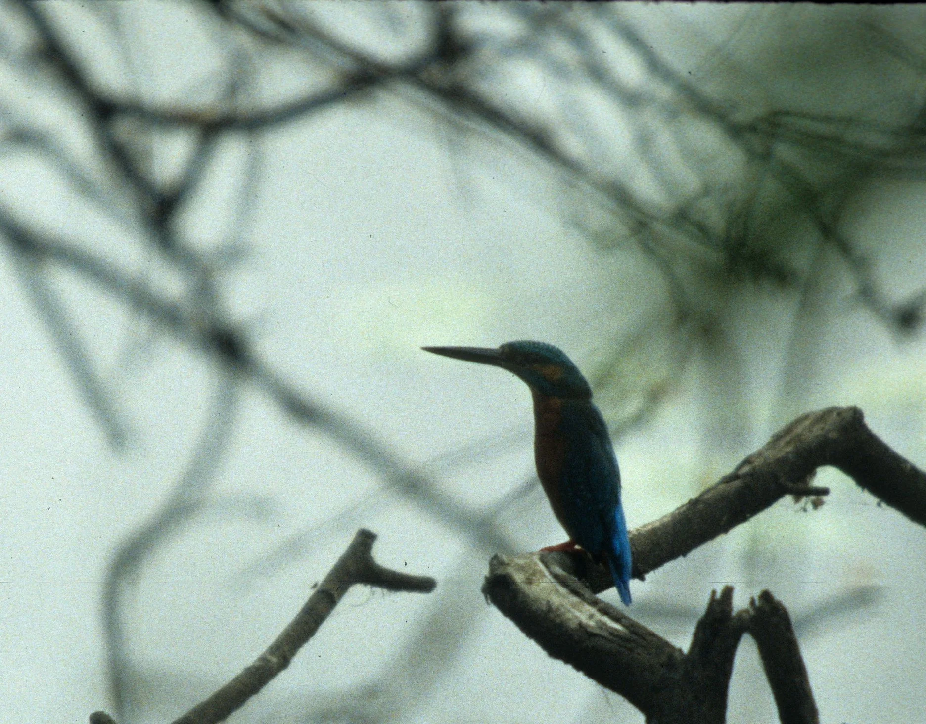 BIRD - KINGFISHER - COMMON KINGFISHER - KALEODEO INDIA.jpg