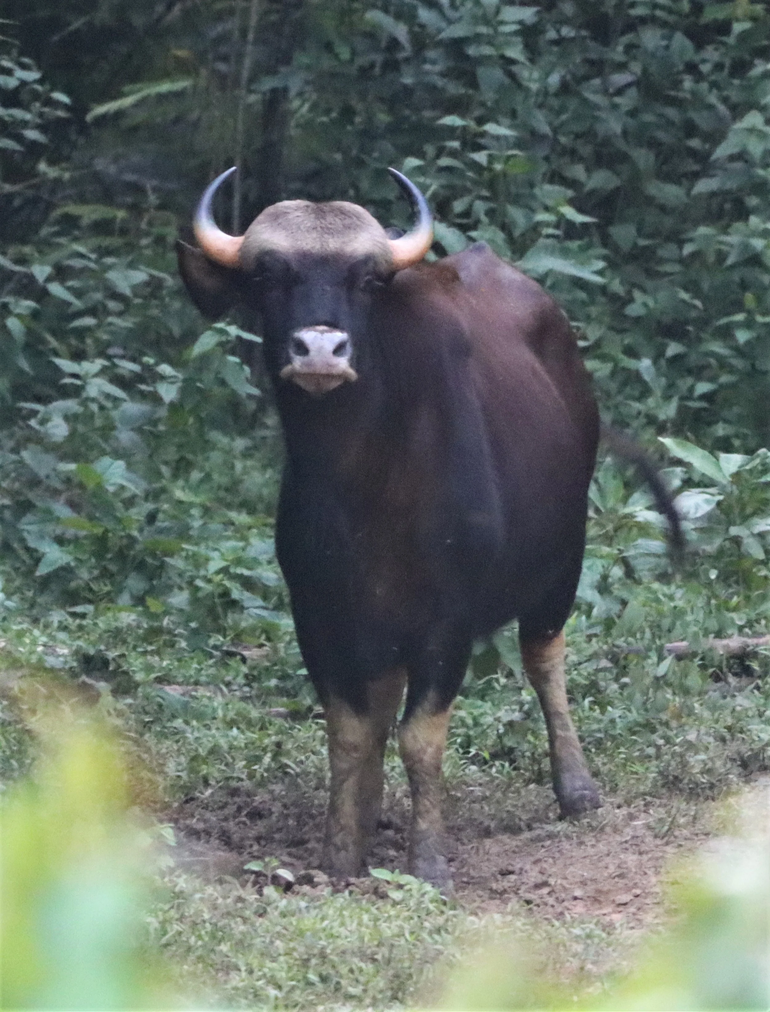 Gaur can be seen in any of the units of the Kaeng Krachan Forest Complex.  However Kui Buri has potentially as many as 500.
