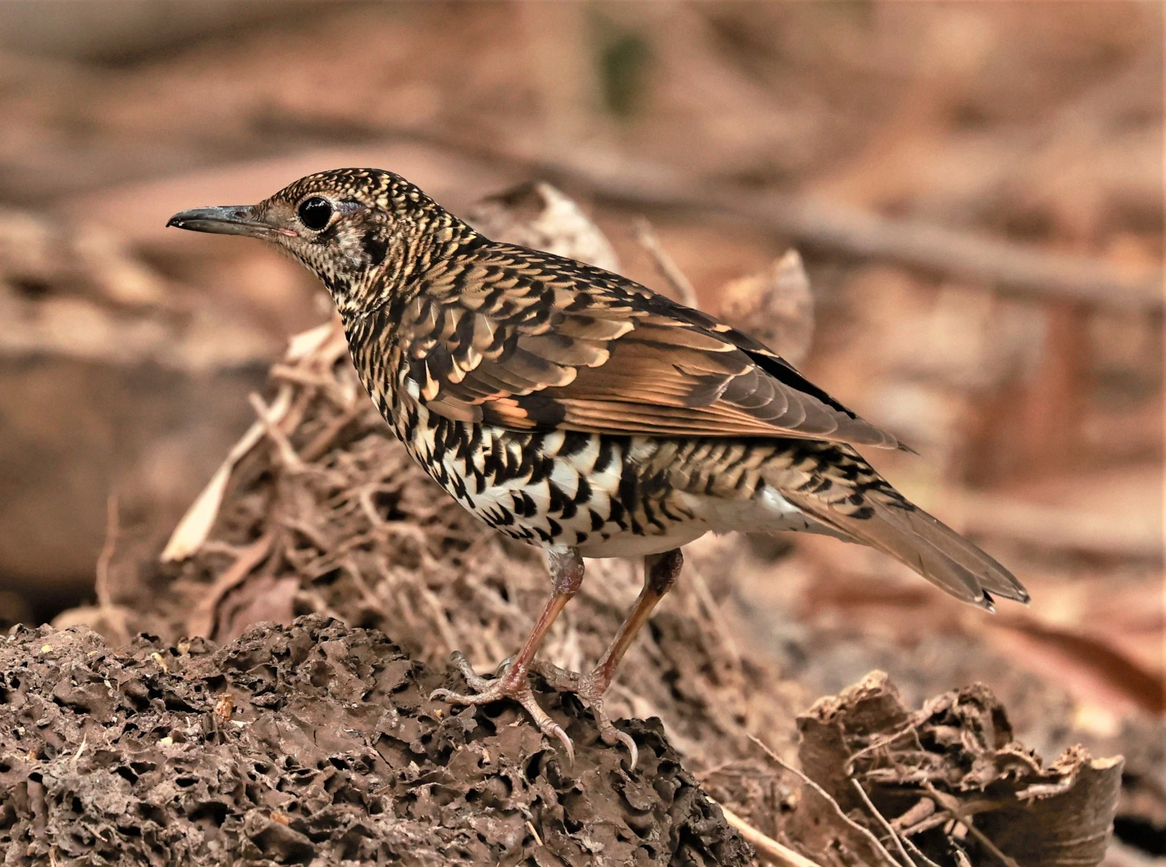 White's Thrush (Zoothera aurea) Putthamonthon Park Nakhon Pathom Thailand (26).jpg