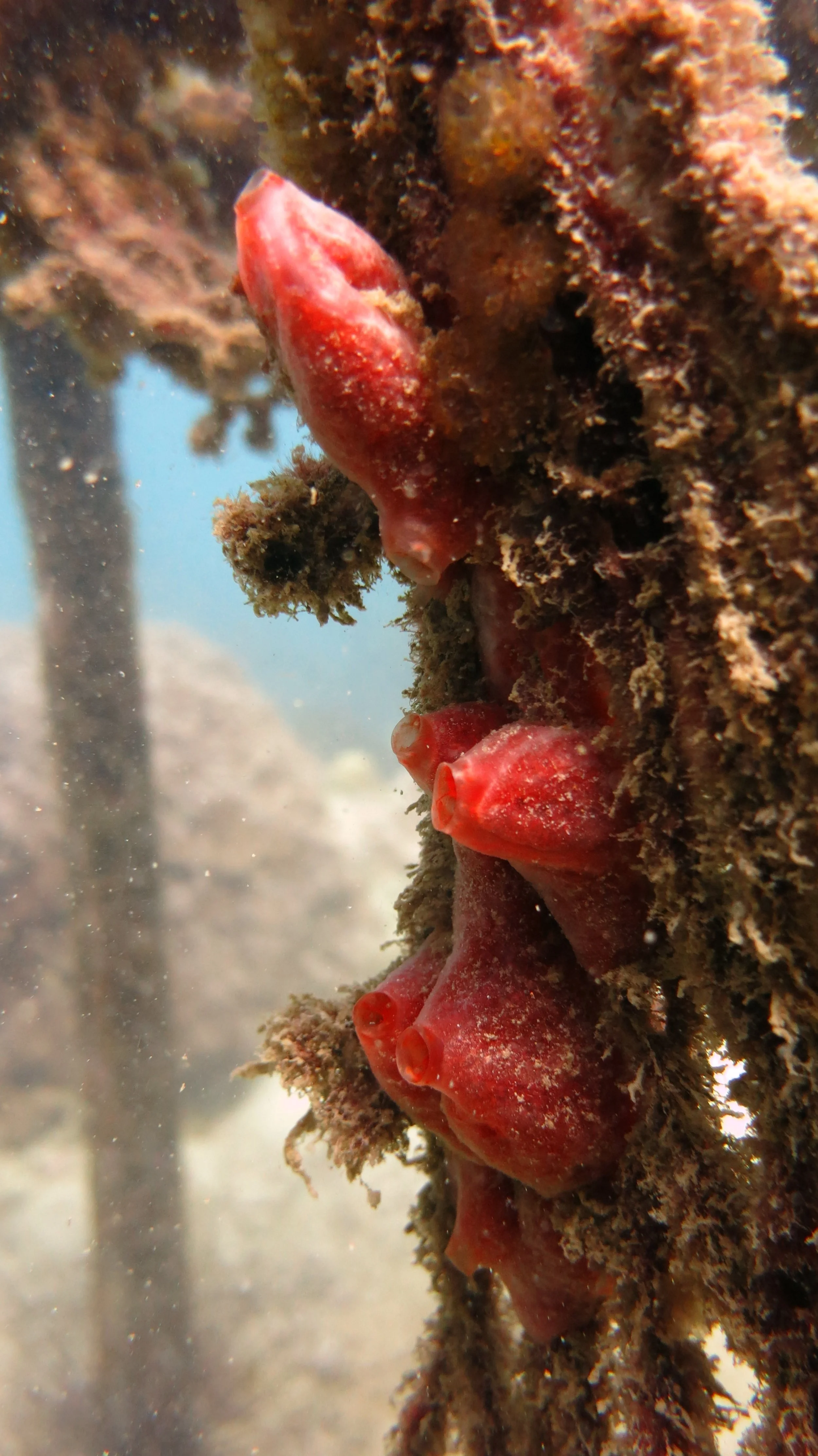 2016 BPS Satthahip Dive Trip with Marine Conservation Club (61).JPG