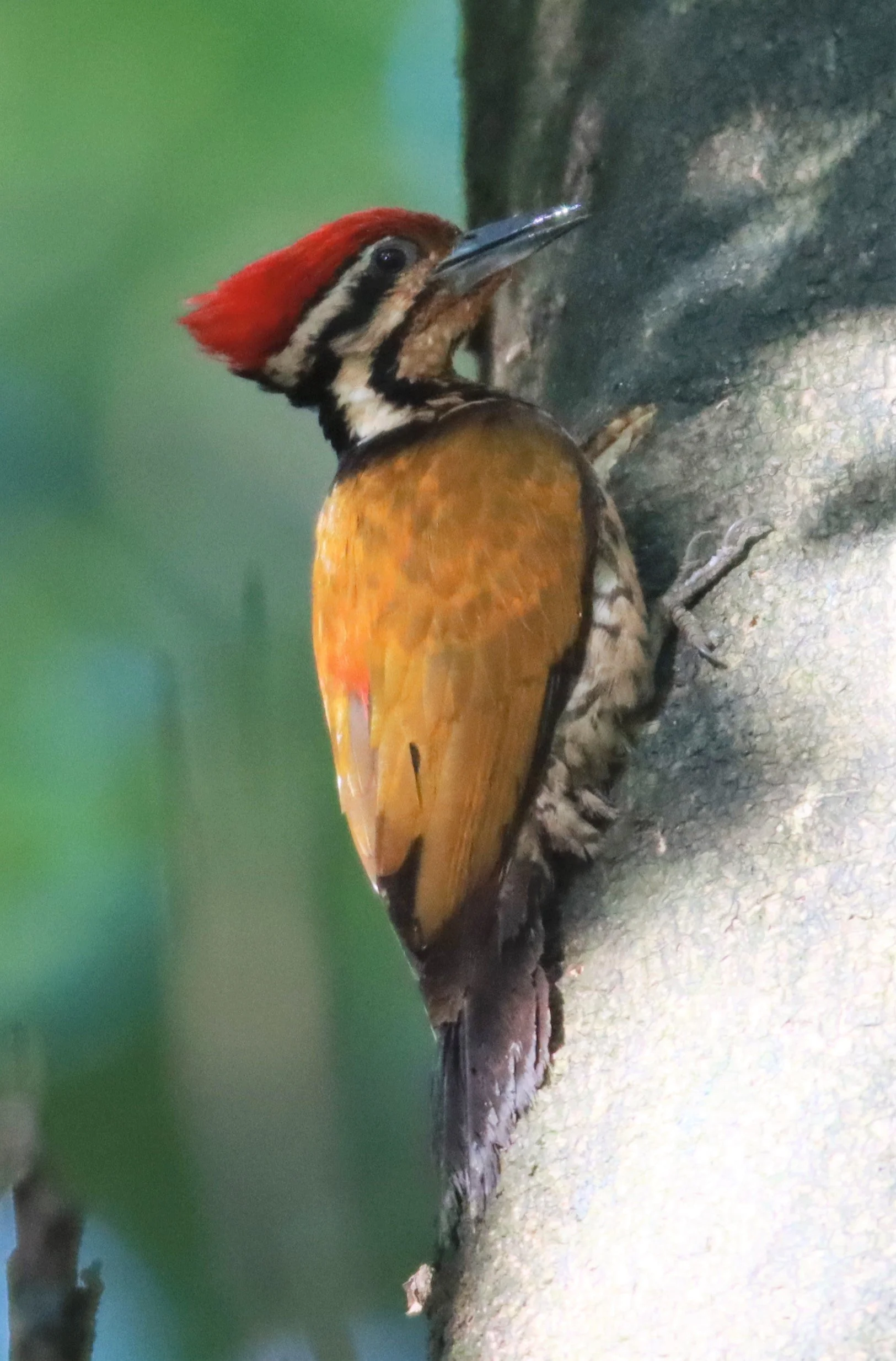 WOODPECKER - COMMON FLAMEBACK - Dinopium javenense - AO PHANG NGA NATIONAL PARK AREA (46).jpg