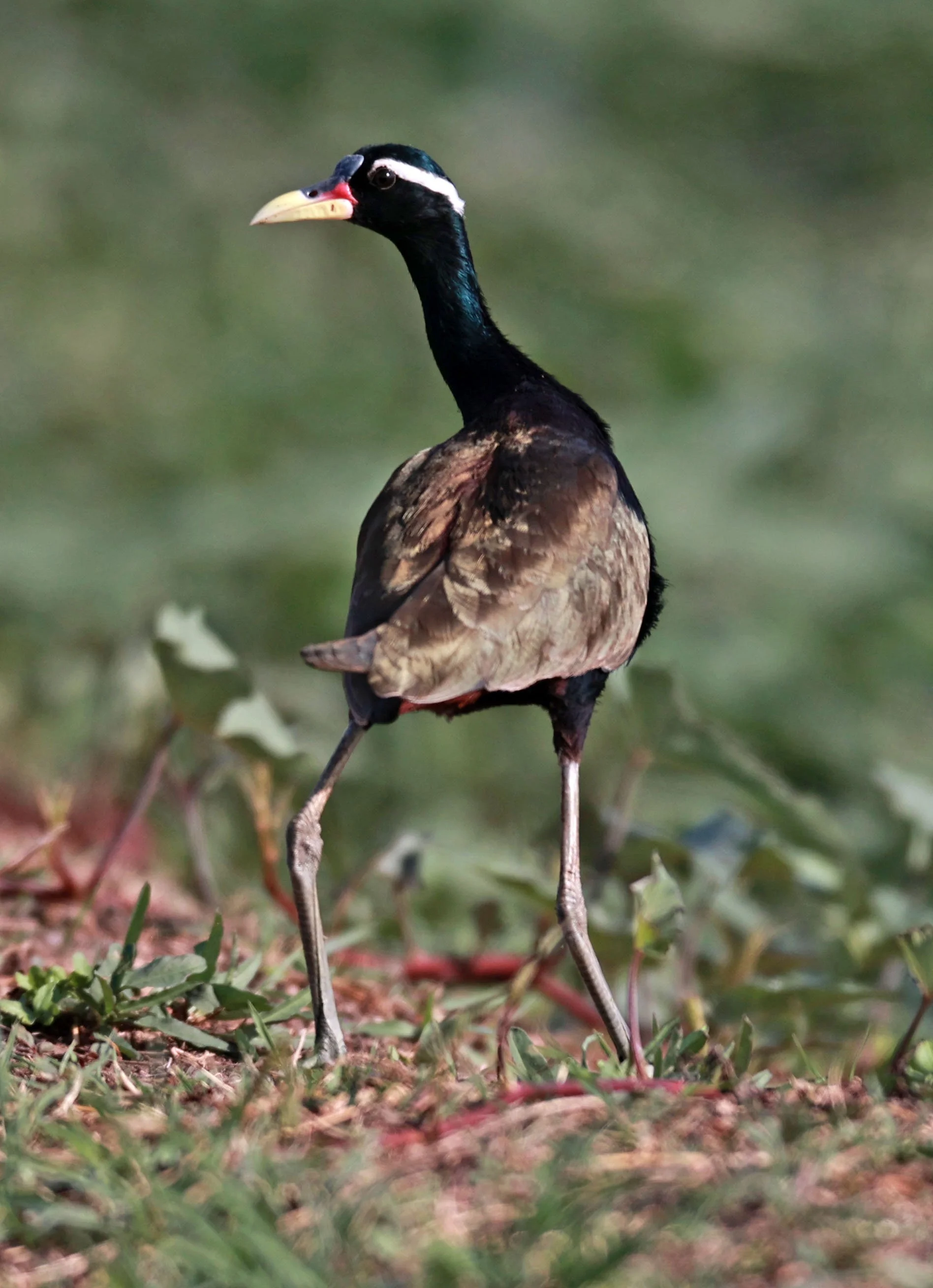 JACANA - BRONZE-WINGED JACANA - Metopidius indicus - THAP YAO RICE FIELDS LAT KRABANG 23 November 2024 (31).jpg
